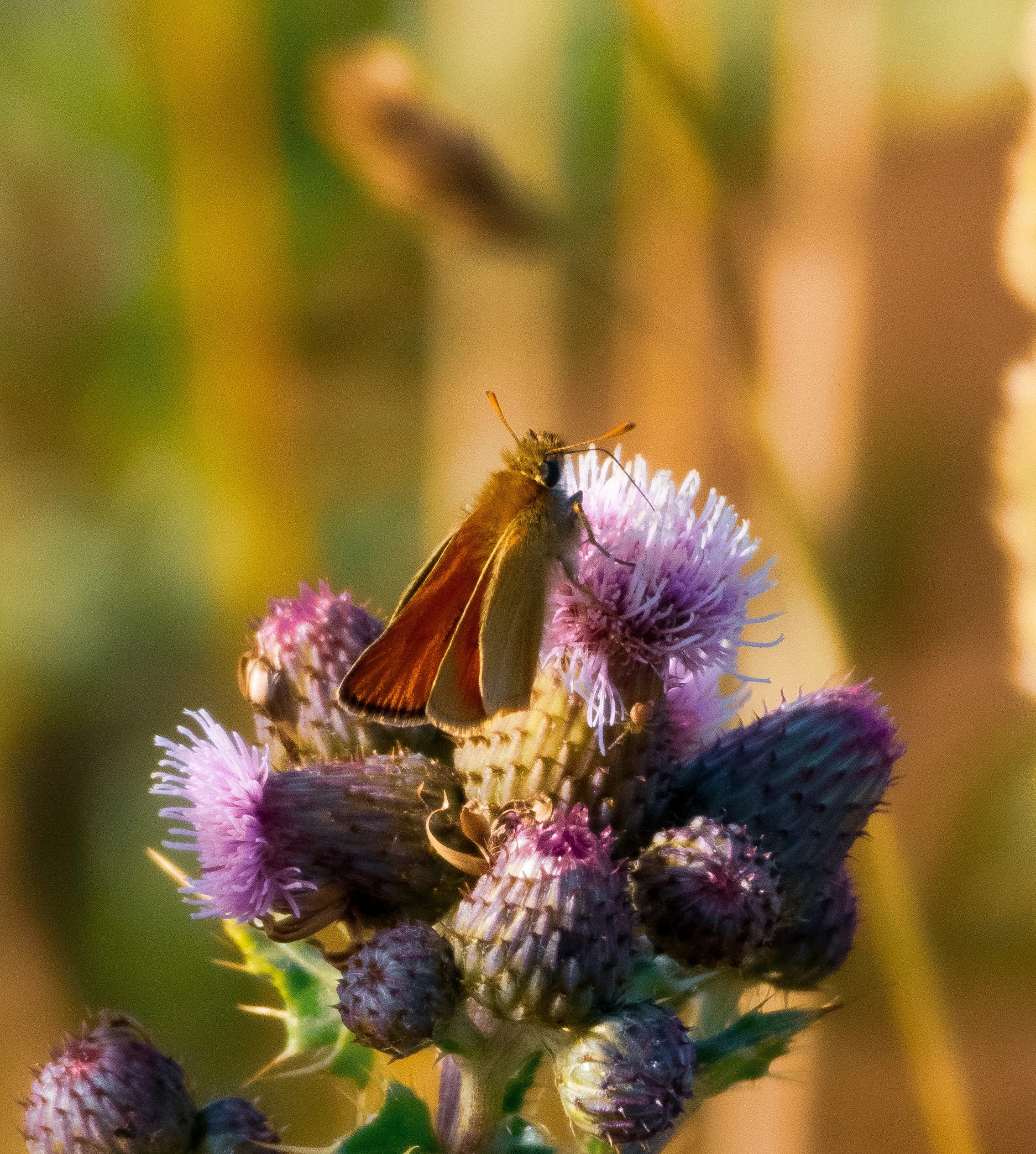 Small Skipper, Isle of Wight, UK — photo by Orlando Prugel-Bennett