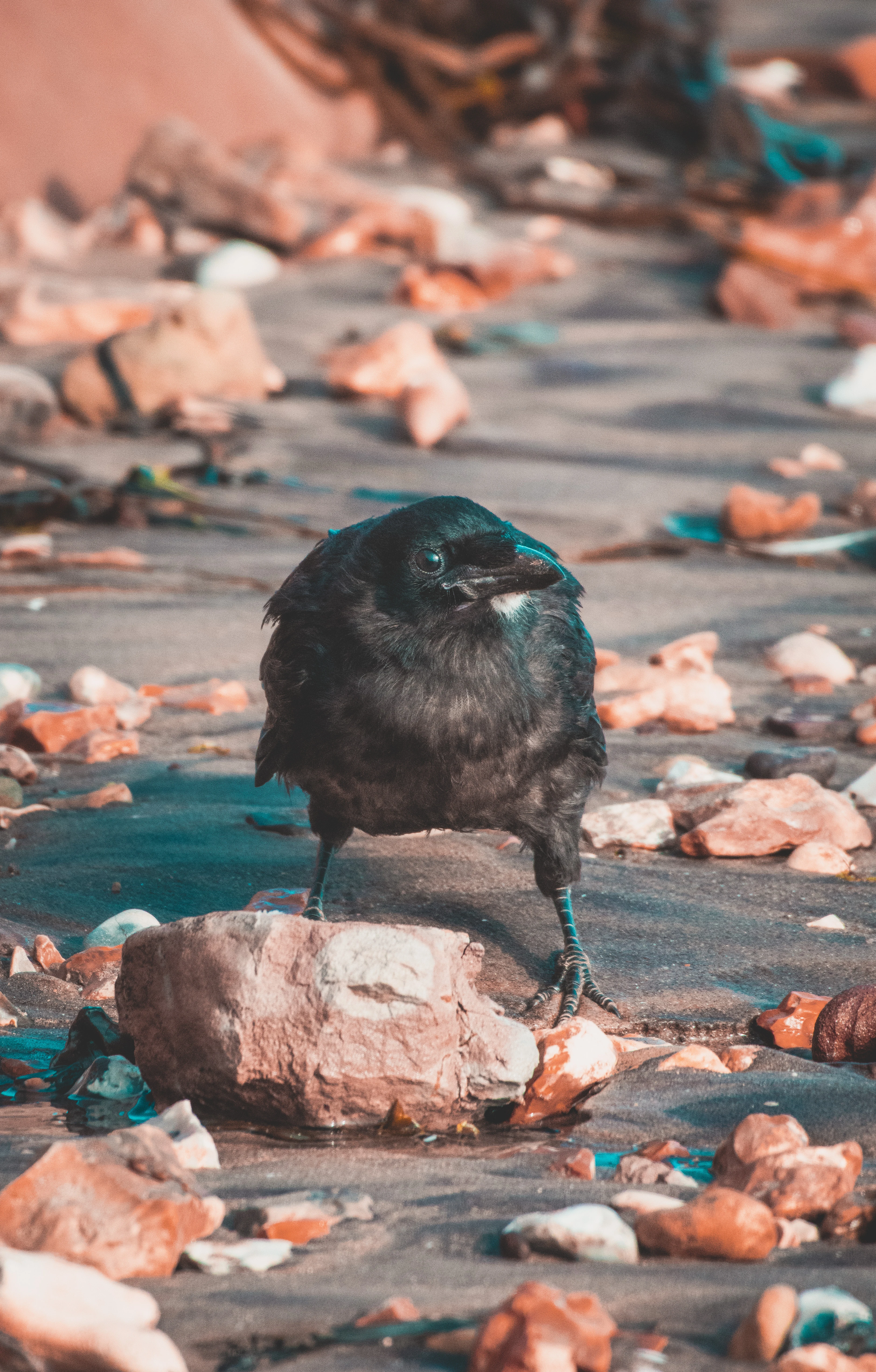 Crow, Isle of Wight, UK — photo by Orlando Prugel-Bennett