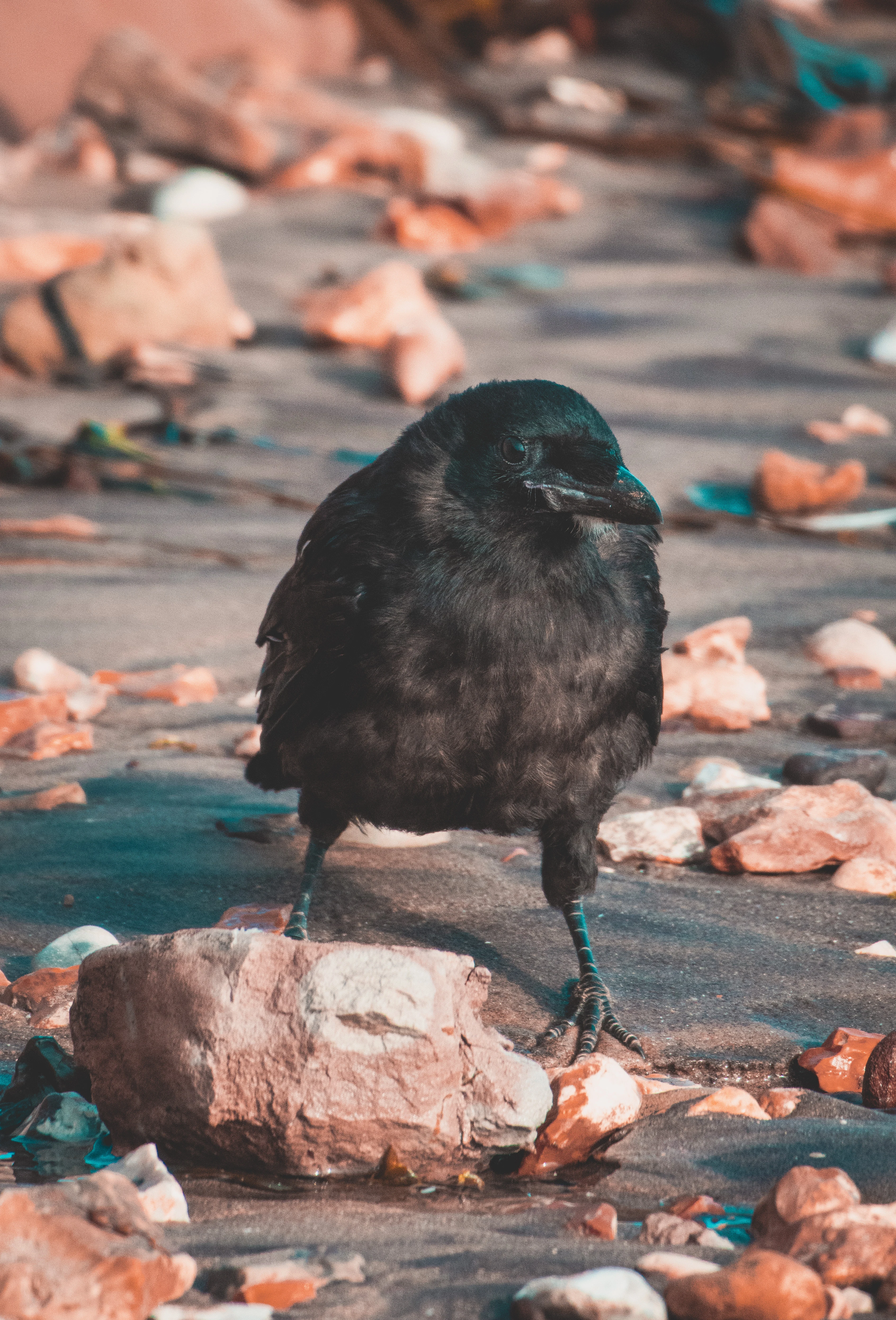 Crow, Isle of Wight, UK — photo by Orlando Prugel-Bennett