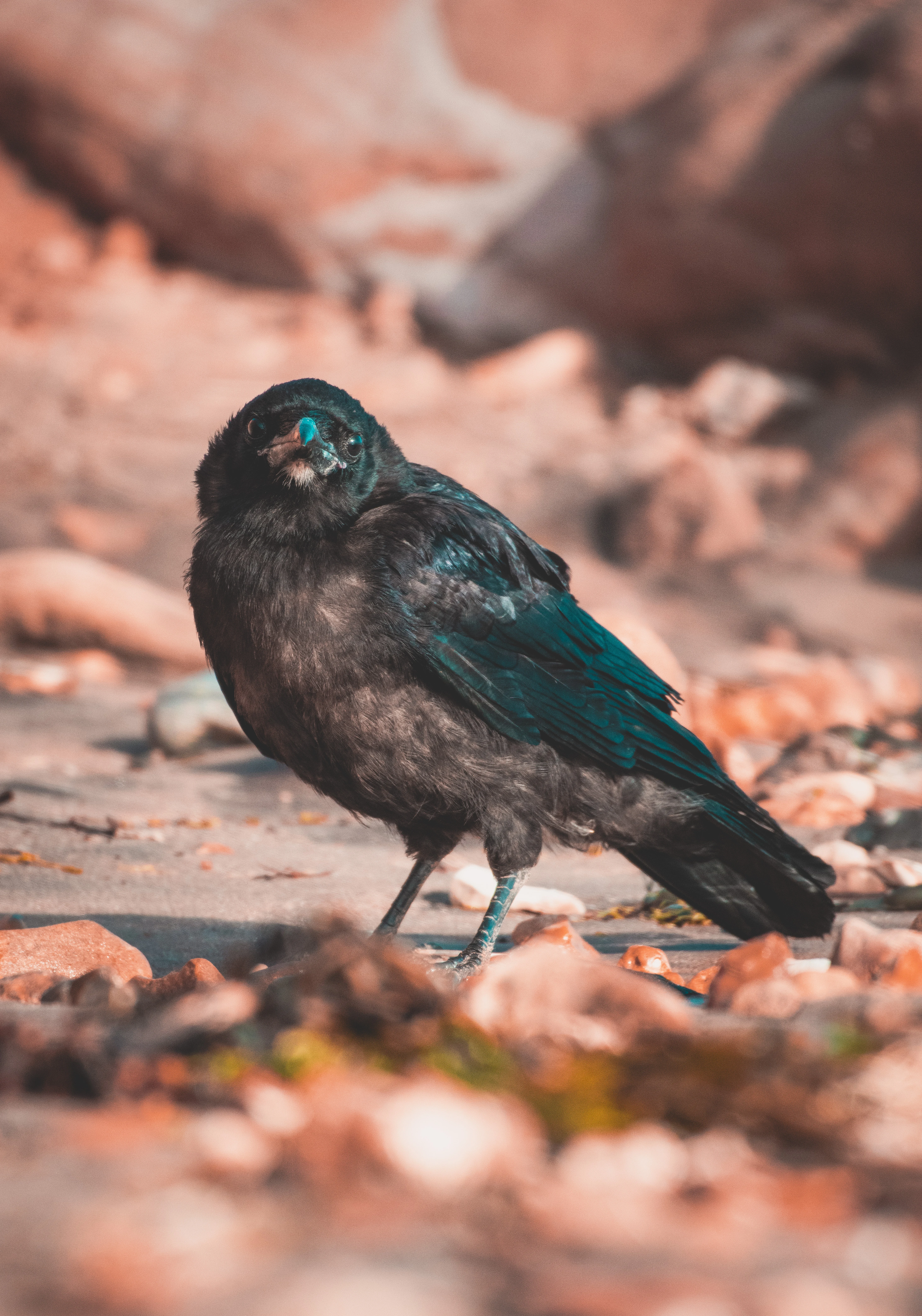 Crow, Isle of Wight, UK — photo by Orlando Prugel-Bennett