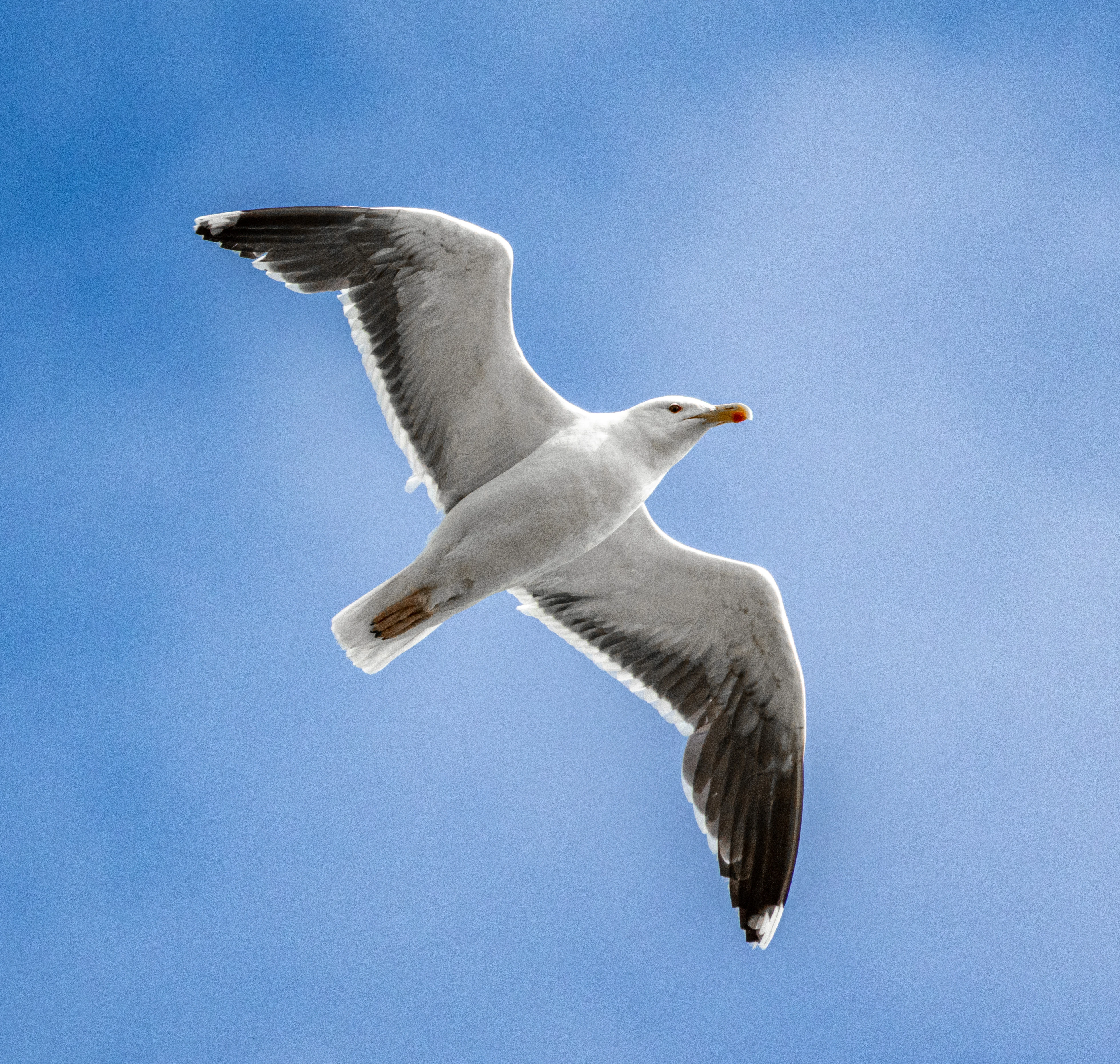 Gull, Isle of Wight, UK — photo by Orlando Prugel-Bennett