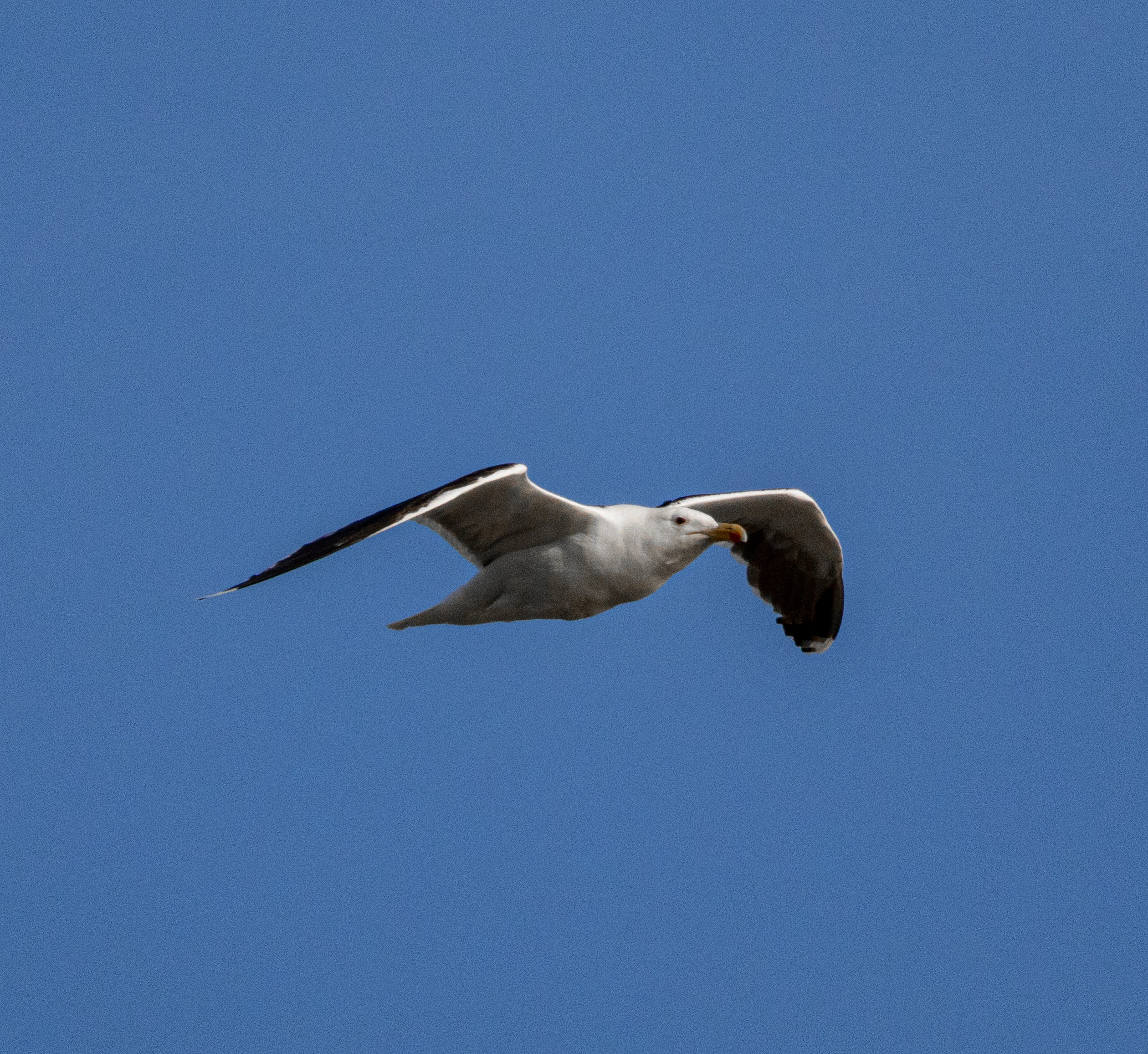 Gull, Isle of Wight, UK — photo by Orlando Prugel-Bennett