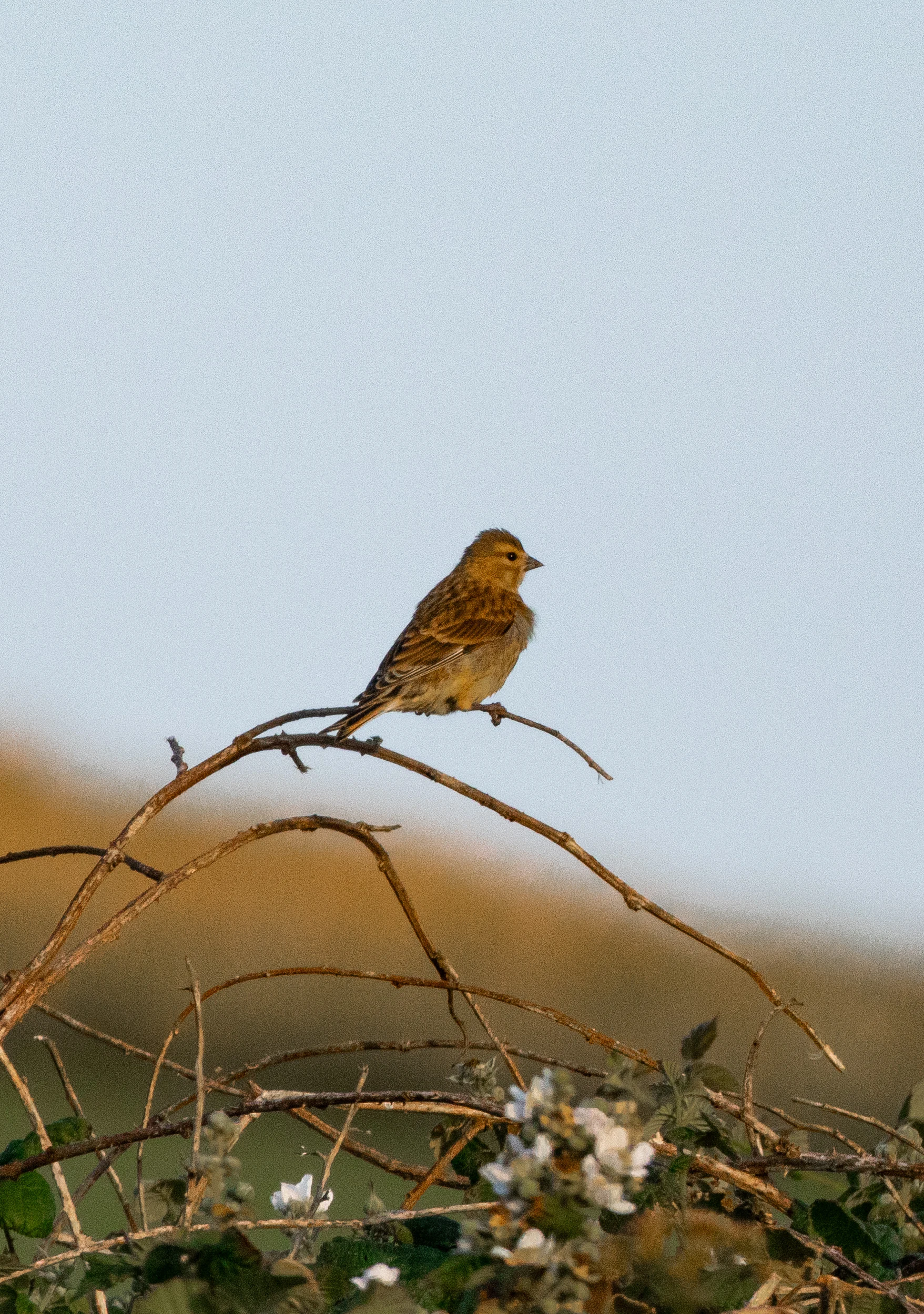 Linnet, Isle of Wight, UK — photo by Orlando Prugel-Bennett