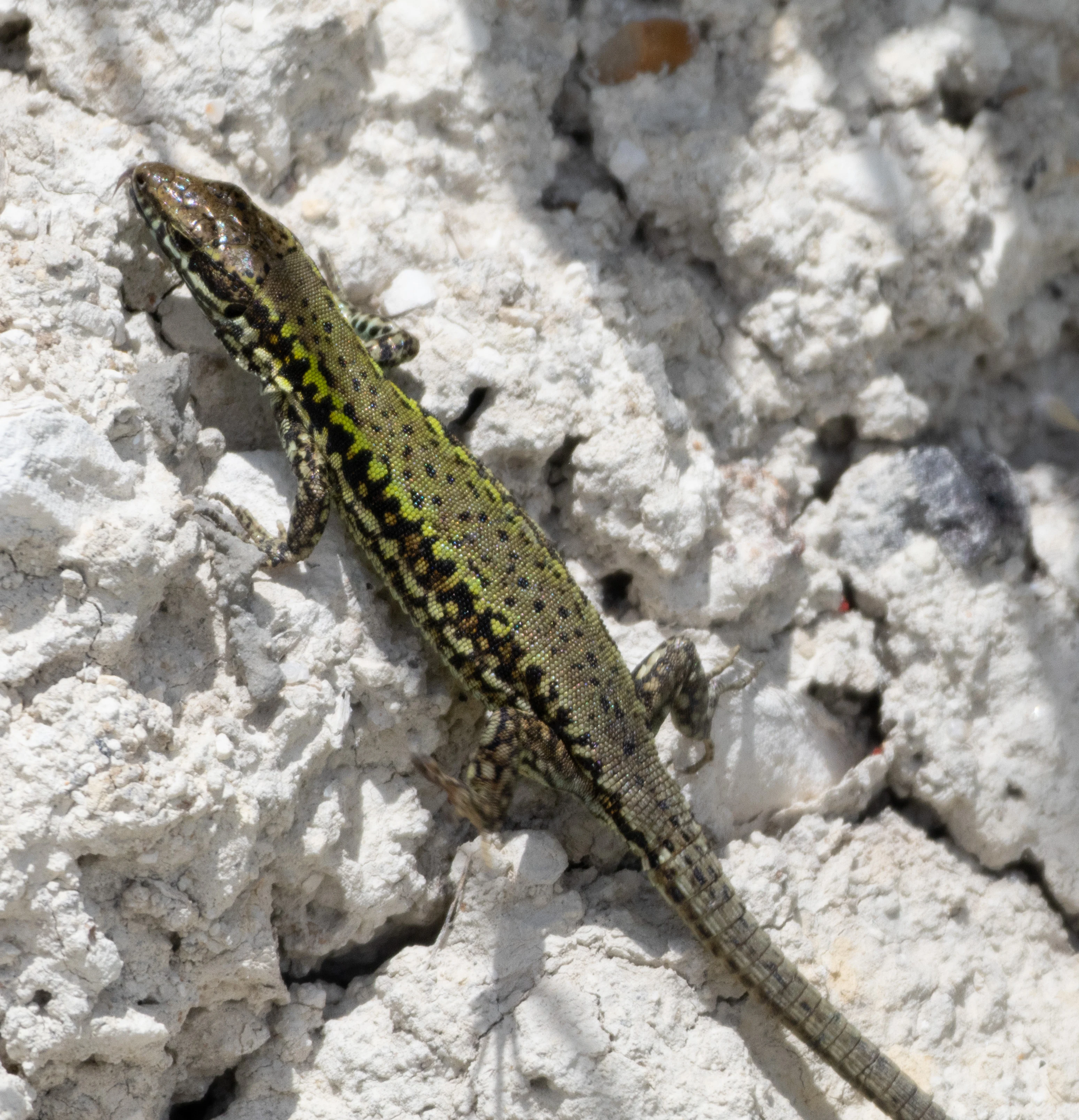 Sand Lizard, Isle of Wight, UK — photo by Orlando Prugel-Bennett