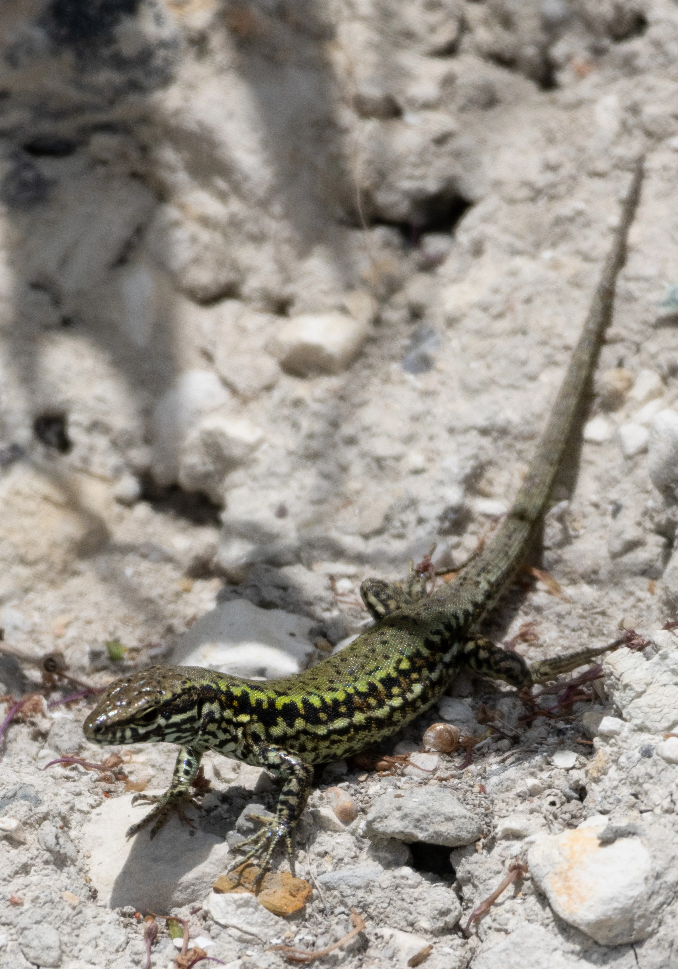 Sand Lizard, Isle of Wight, UK — photo by Orlando Prugel-Bennett