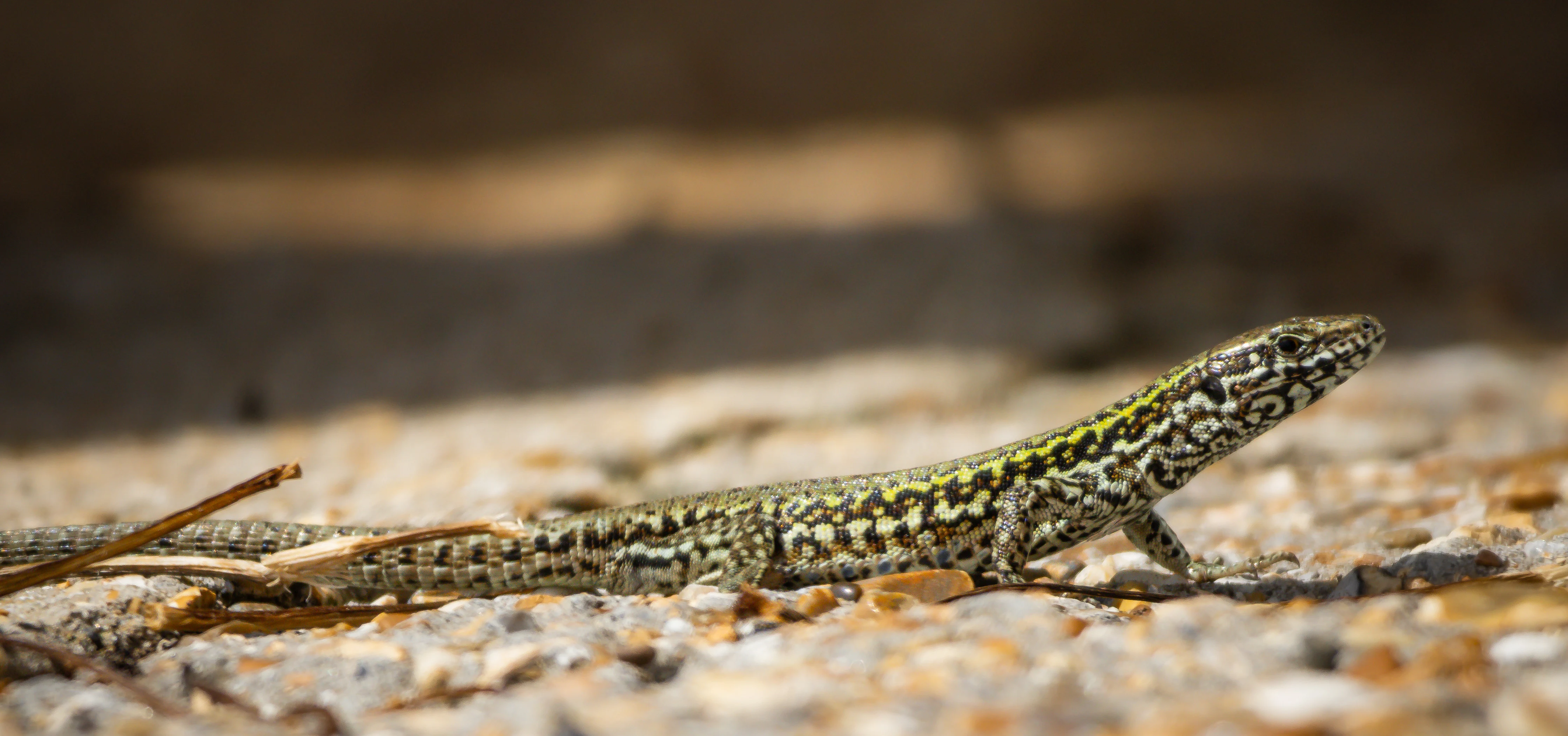 Sand Lizard, Isle of Wight, UK — photo by Orlando Prugel-Bennett