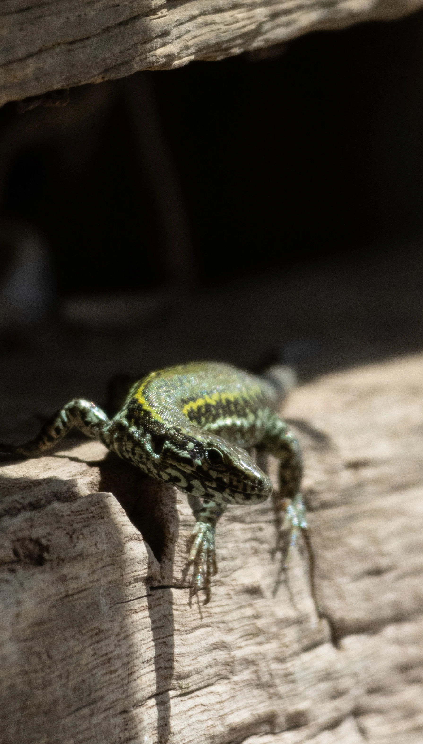 Sand Lizard, Isle of Wight, UK — photo by Orlando Prugel-Bennett