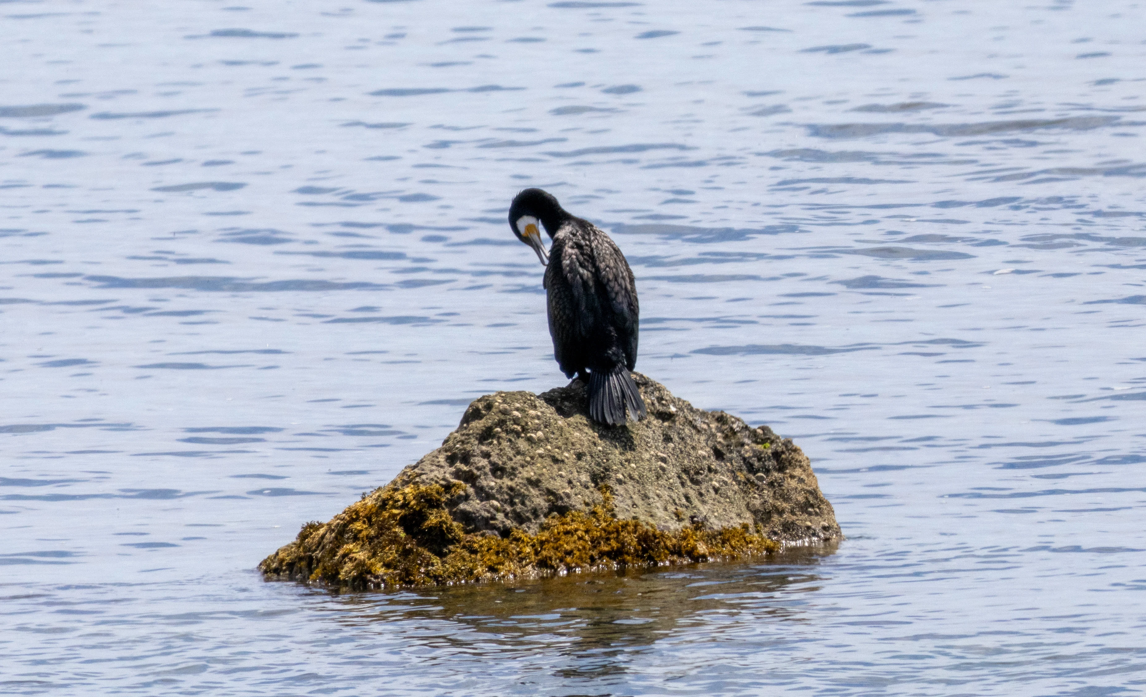 Cormorant, Isle of Wight, UK — photo by Orlando Prugel-Bennett