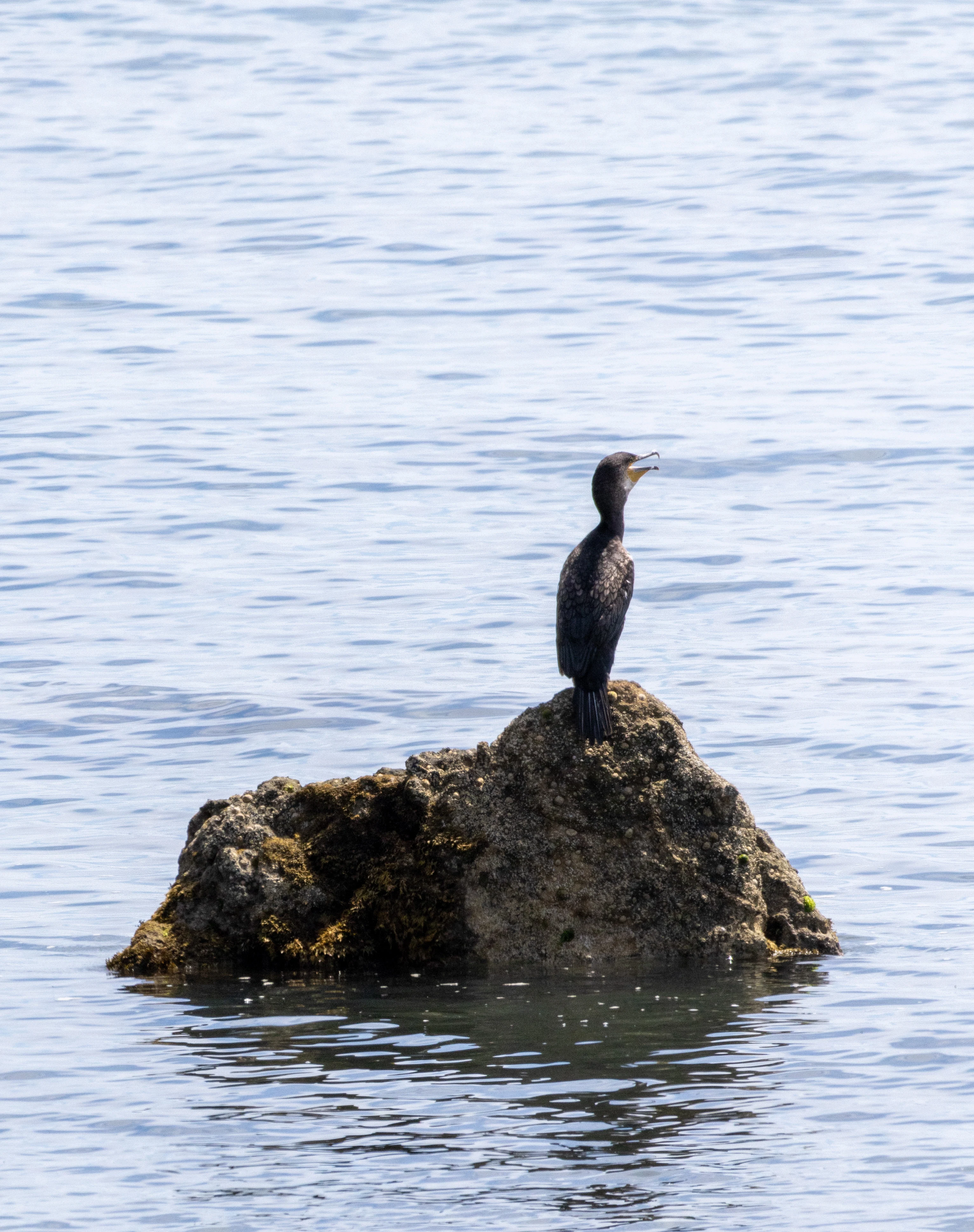 Cormorant, Isle of Wight, UK — photo by Orlando Prugel-Bennett