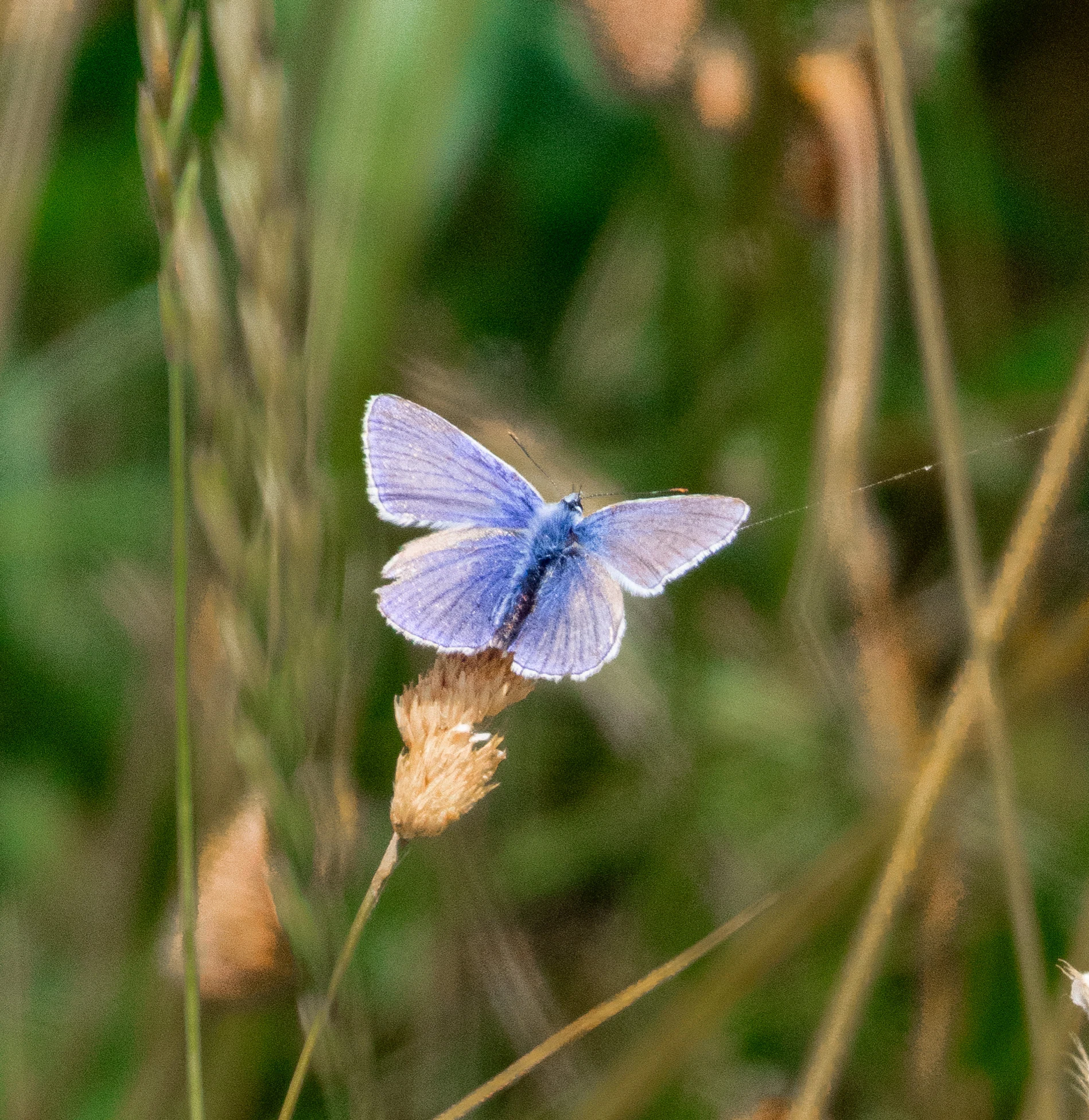 Common Blue, Isle of Wight, UK — photo by Orlando Prugel-Bennett