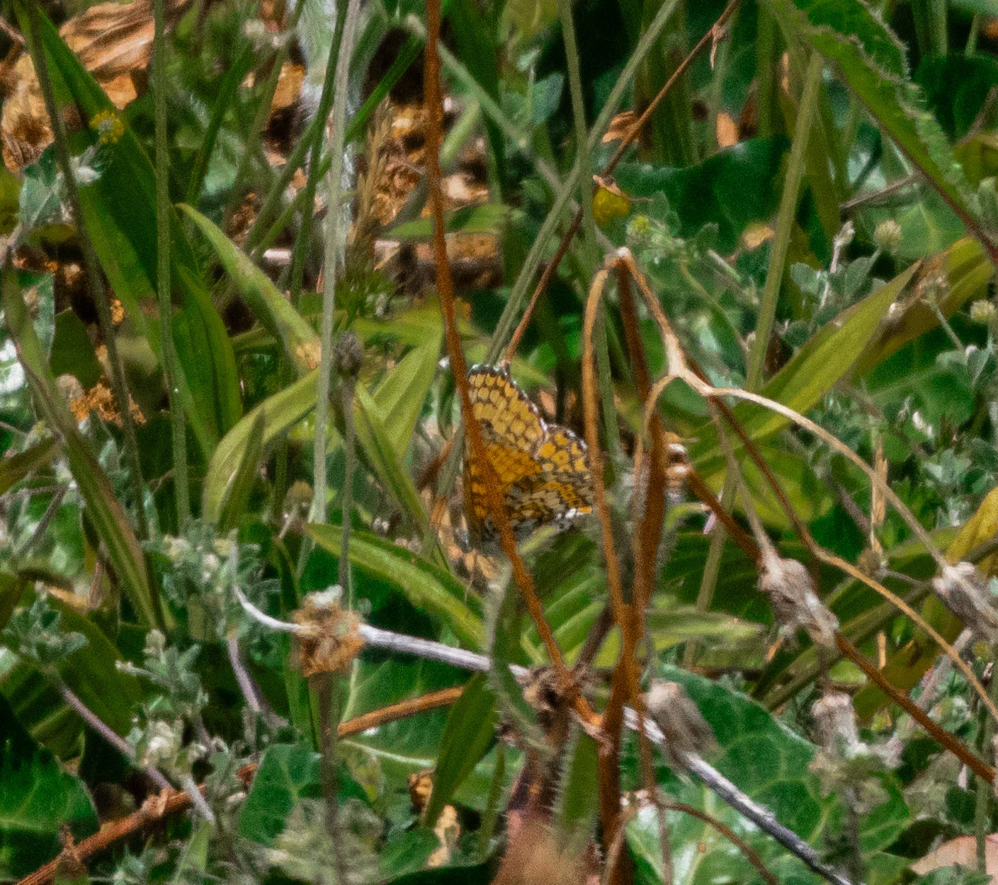 Glanville Fritillary, Isle of Wight, UK — photo by Orlando Prugel-Bennett