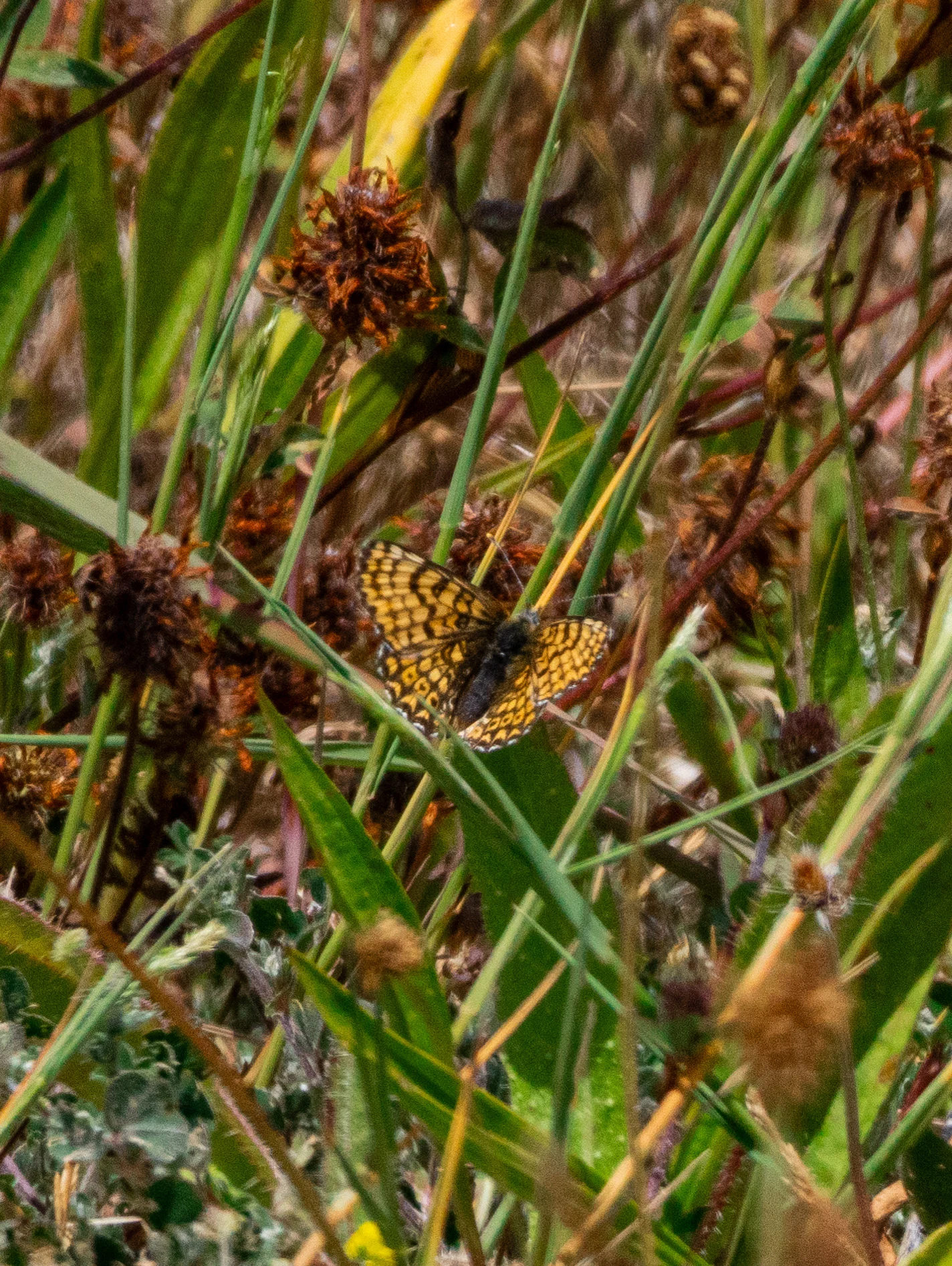 Glanville Fritillary, Isle of Wight, UK — photo by Orlando Prugel-Bennett