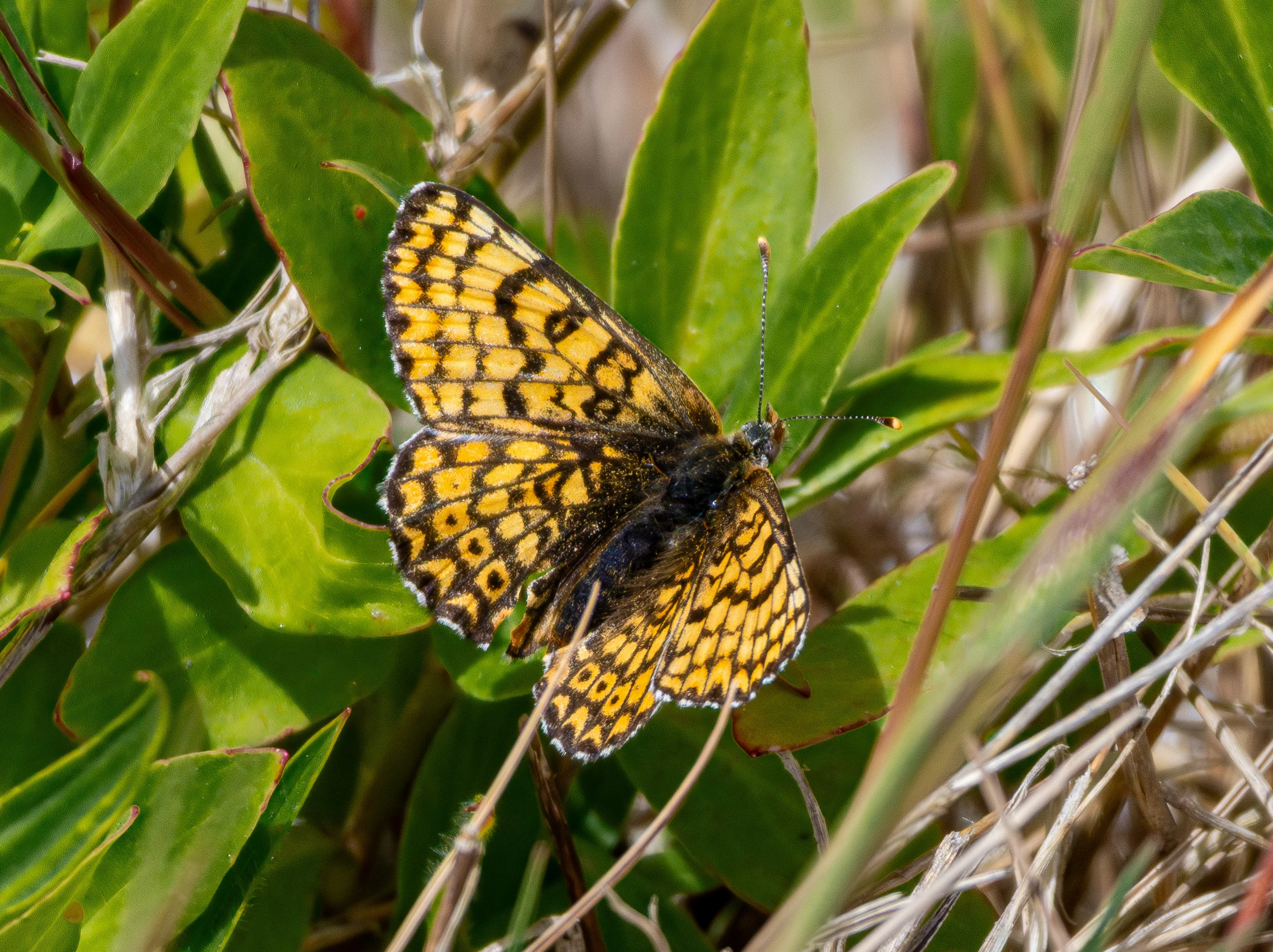 Glanville Fritillary, Isle of Wight, UK — photo by Orlando Prugel-Bennett