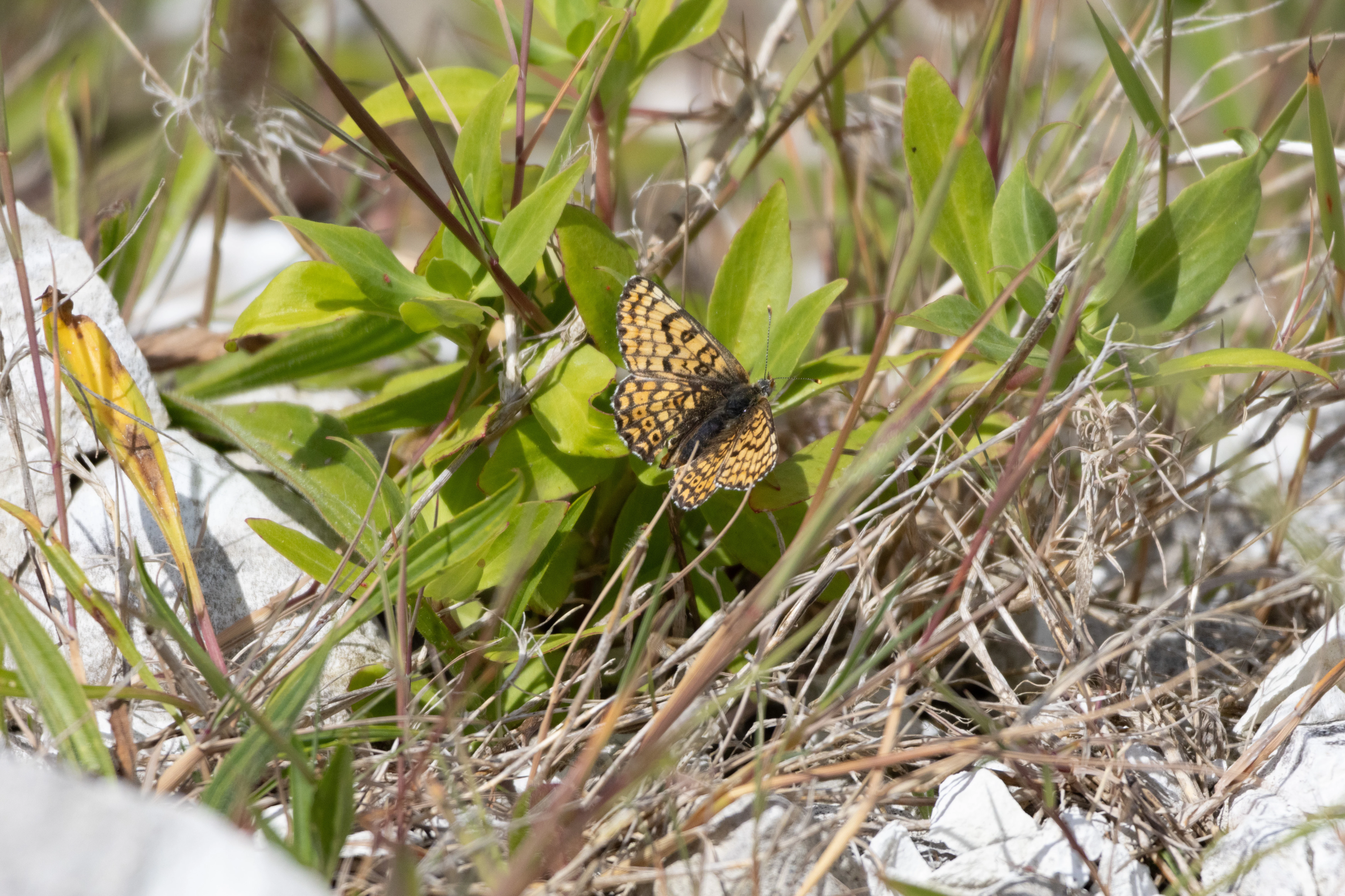 Glanville Fritillary, Isle of Wight, UK — photo by Orlando Prugel-Bennett