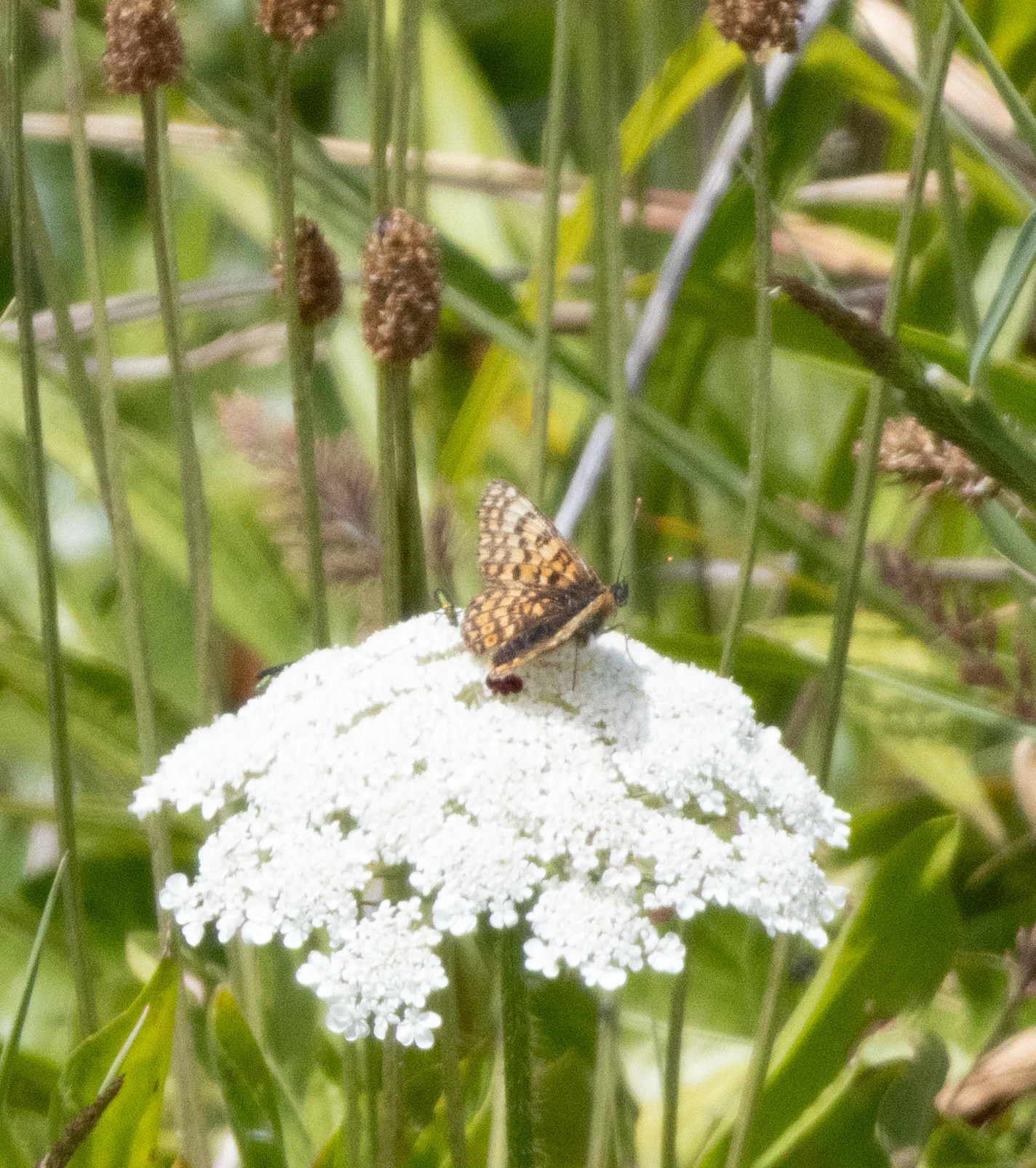 Glanville Fritillary, Isle of Wight, UK — photo by Orlando Prugel-Bennett