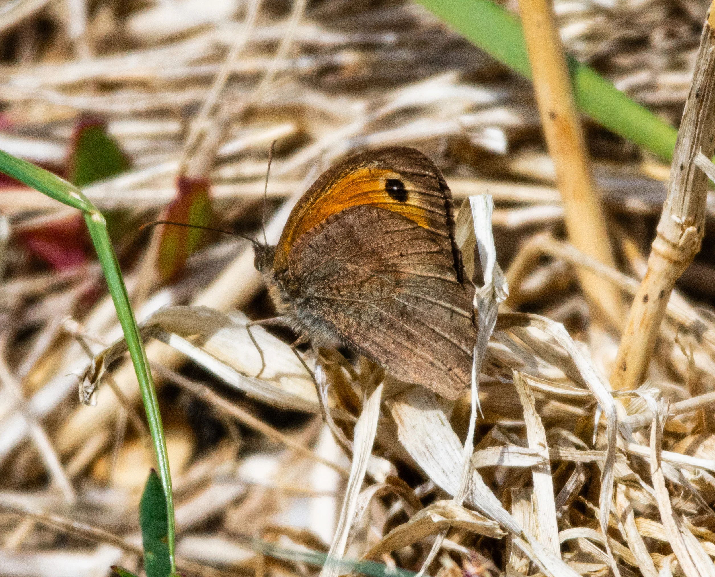 Meadow Brown, Isle of Wight, UK — photo by Orlando Prugel-Bennett