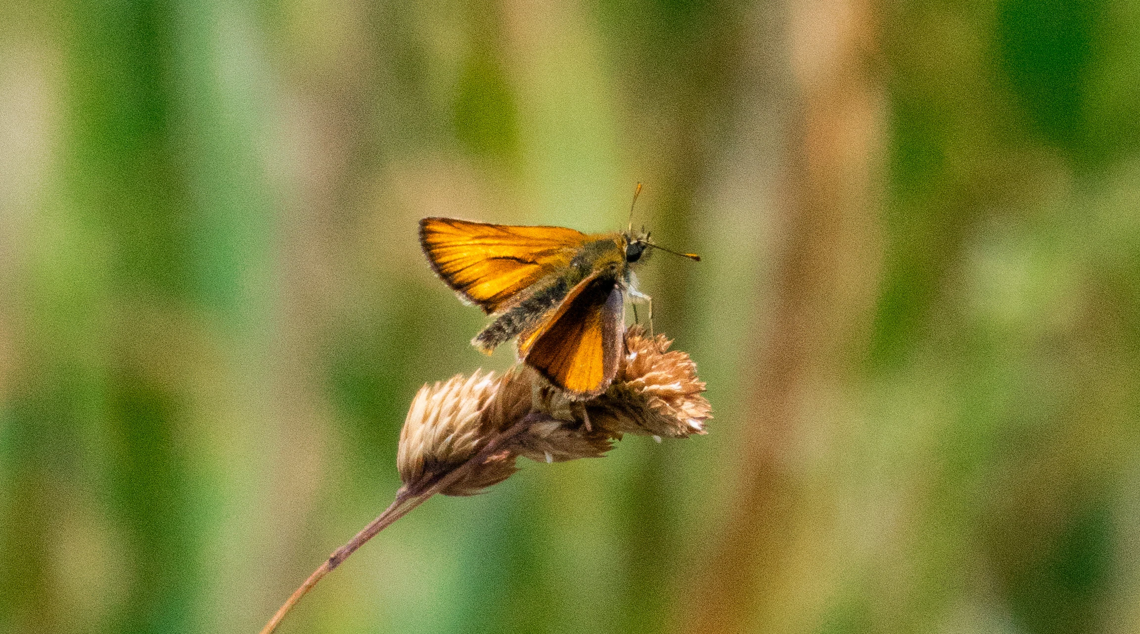 Glanville Fritillary, Isle of Wight, UK — photo by Orlando Prugel-Bennett