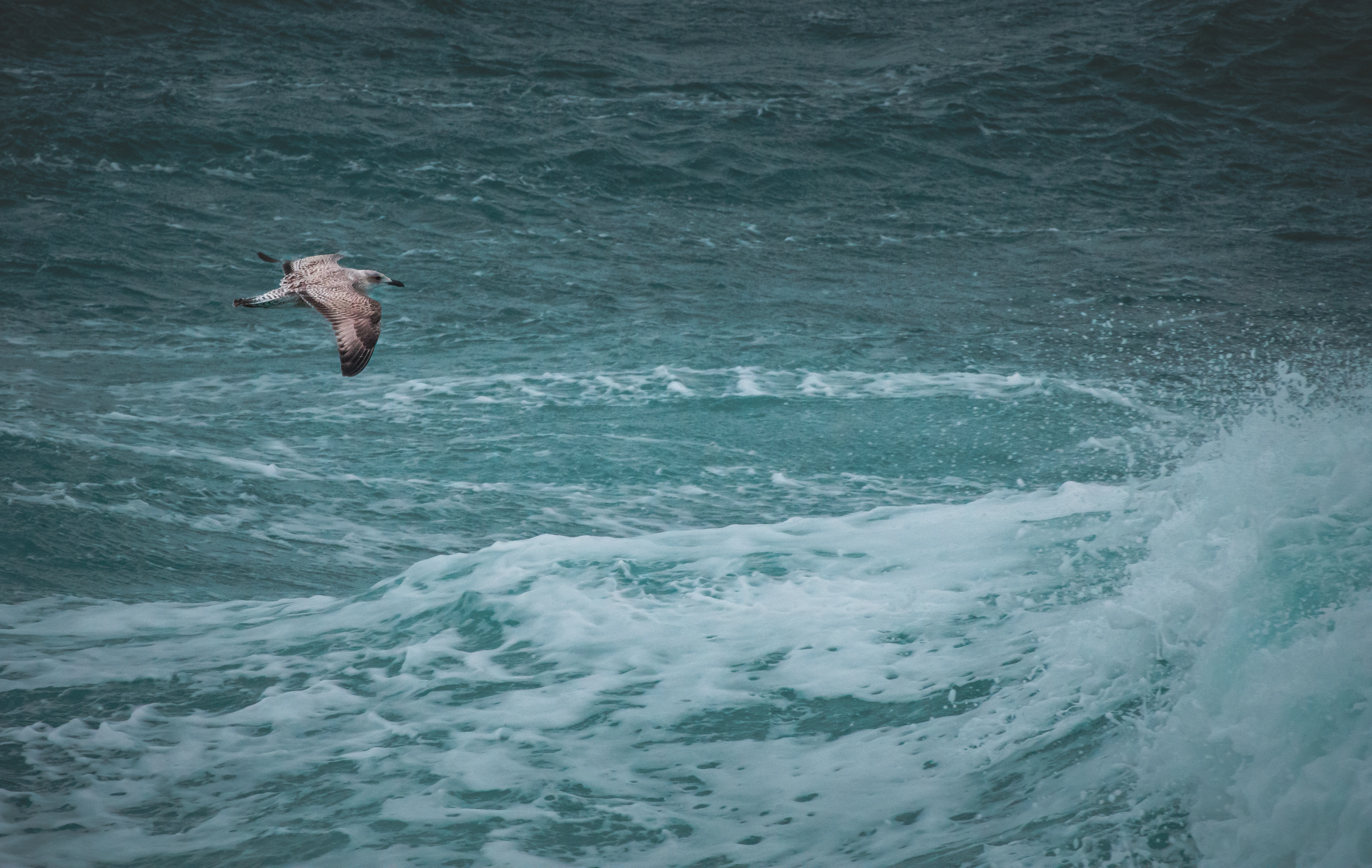 Gull and Waves, Portland, UK — photo by Orlando Prugel-Bennett