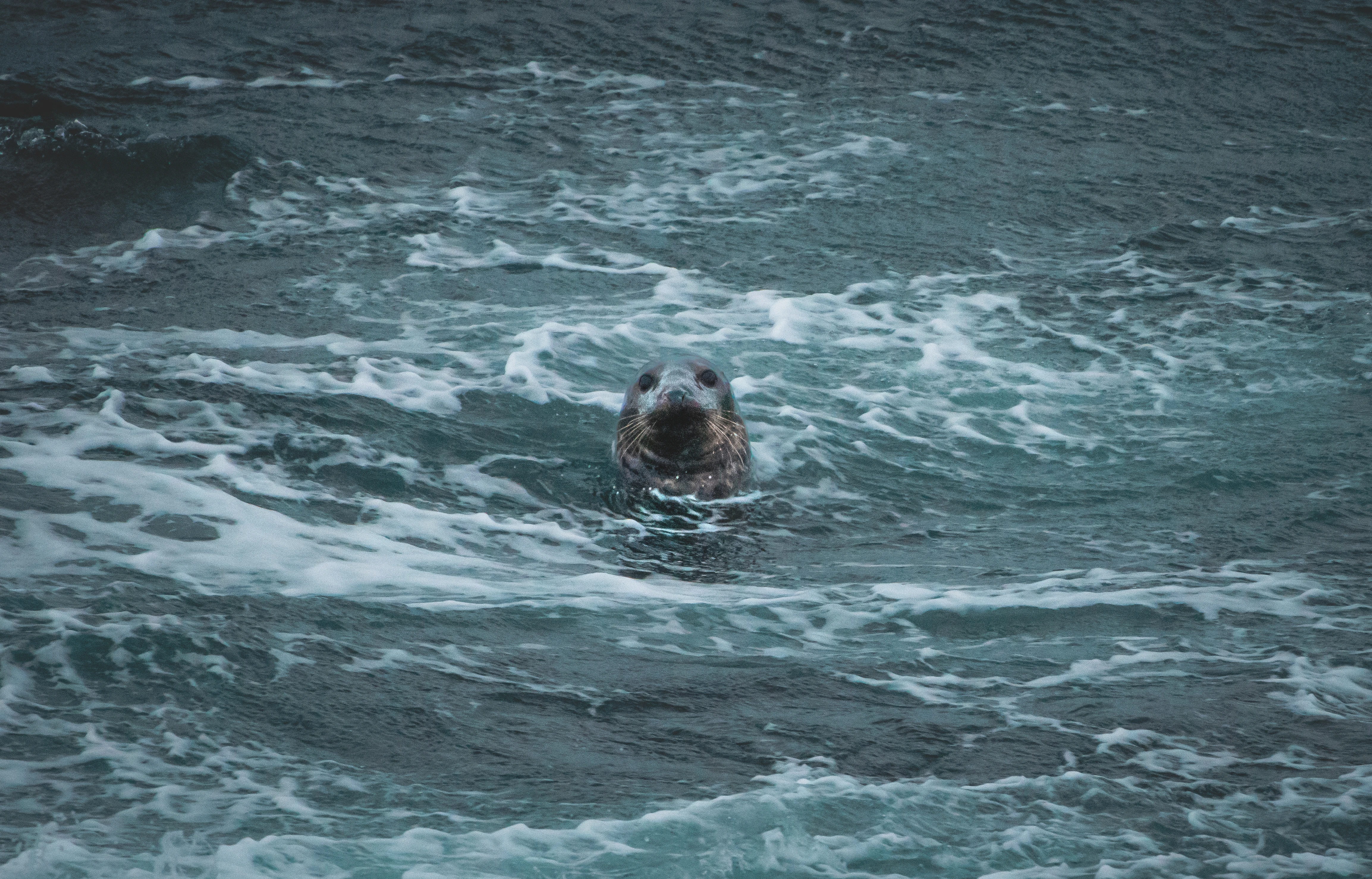 Seal, Portland, UK — photo by Orlando Prugel-Bennett