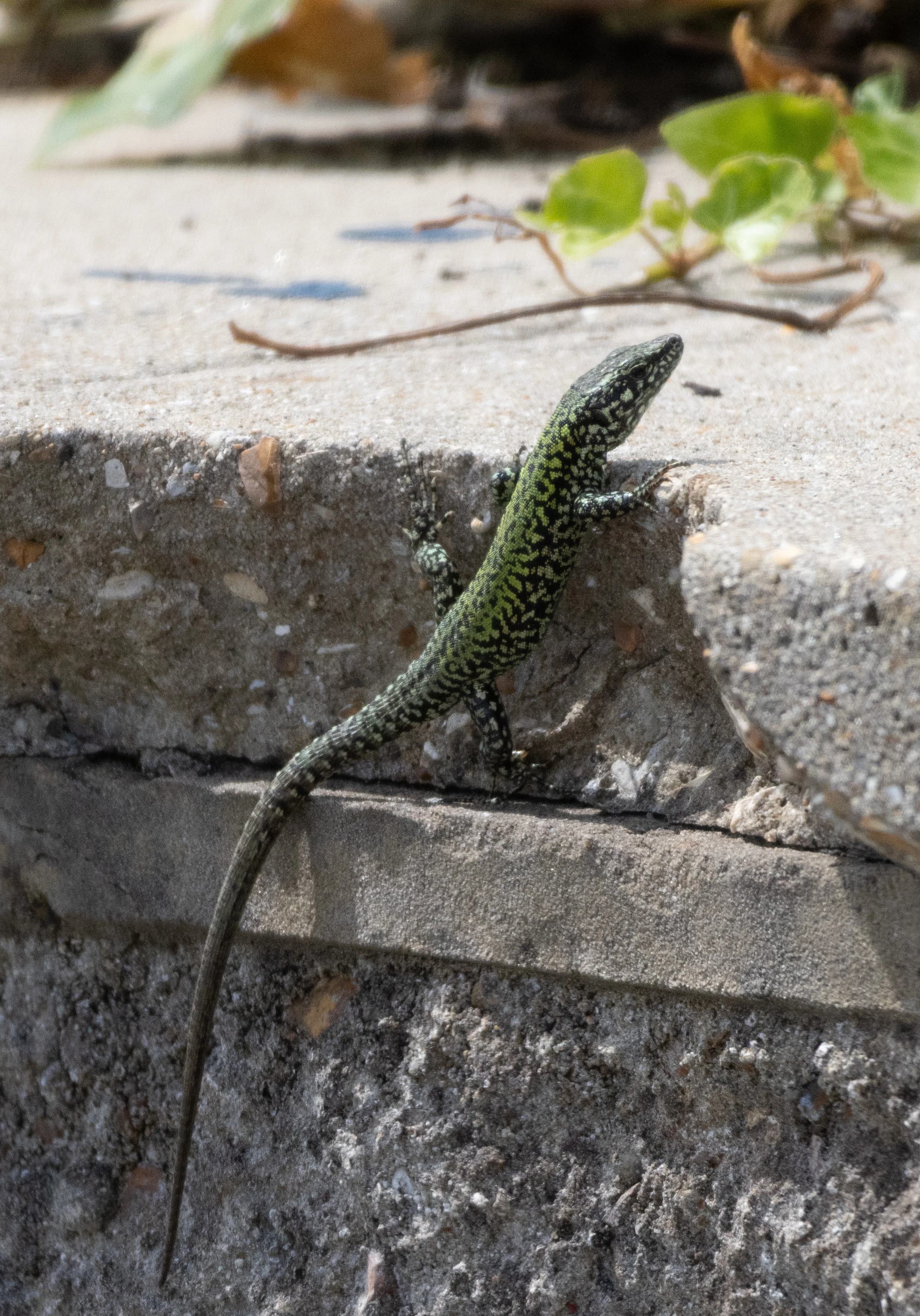 Sand Lizard, Isle of Wight, UK — photo by Orlando Prugel-Bennett