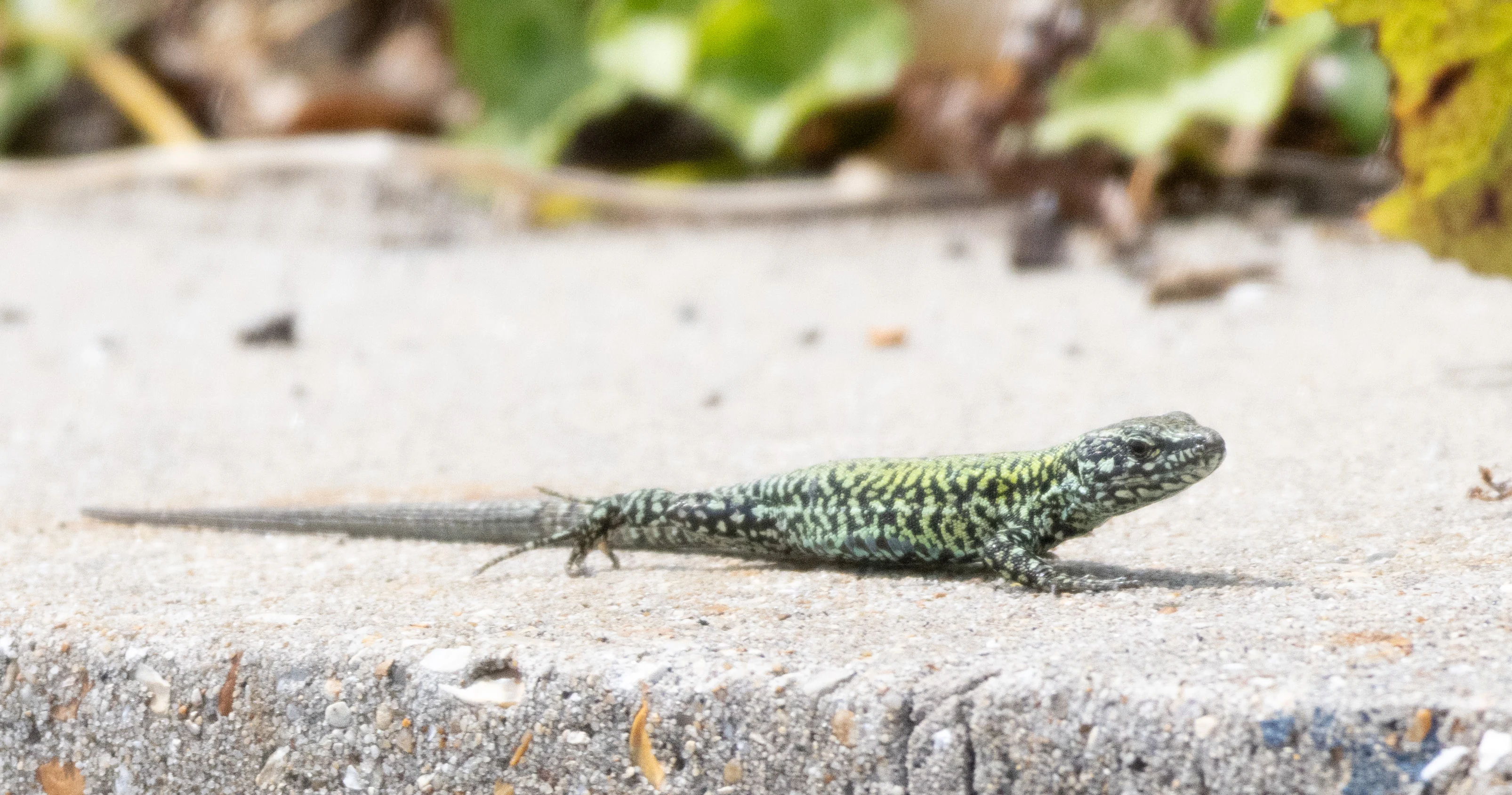 Sand Lizard, Isle of Wight, UK — photo by Orlando Prugel-Bennett