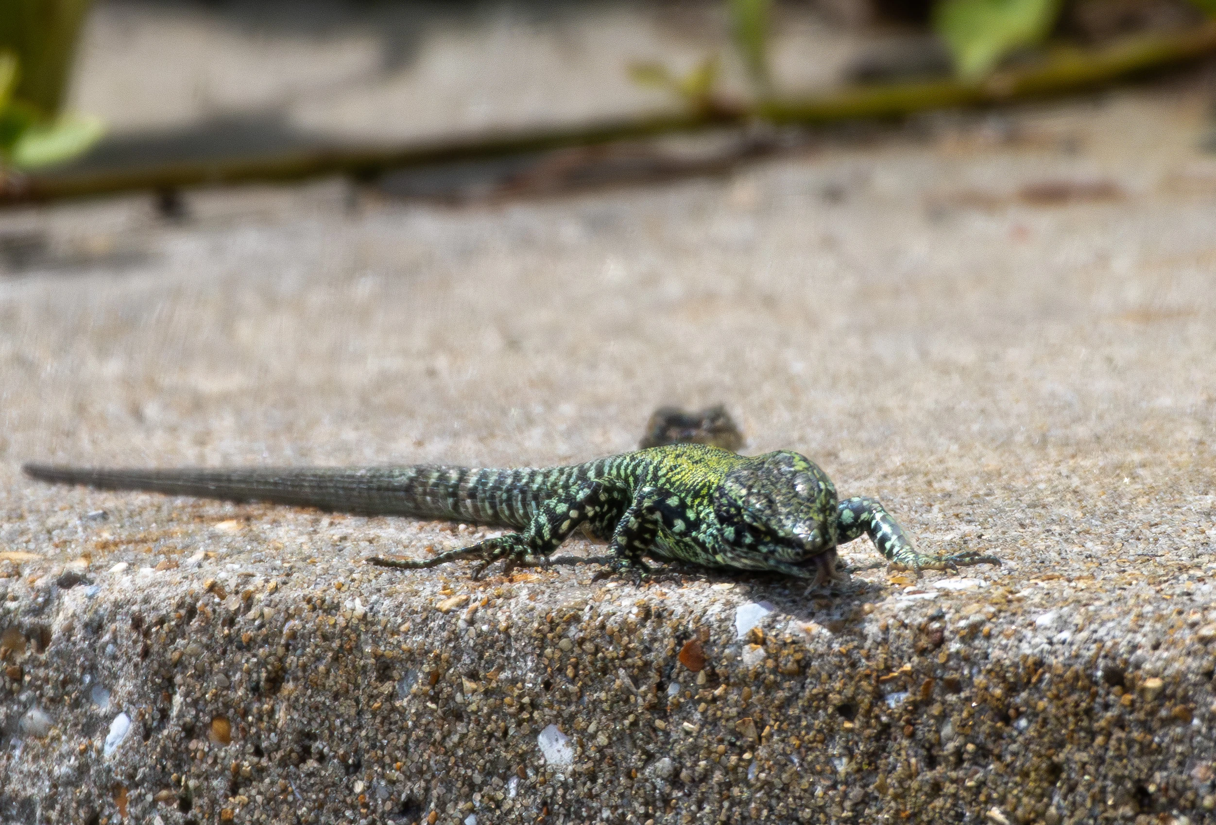 Sand Lizard, Isle of Wight, UK — photo by Orlando Prugel-Bennett