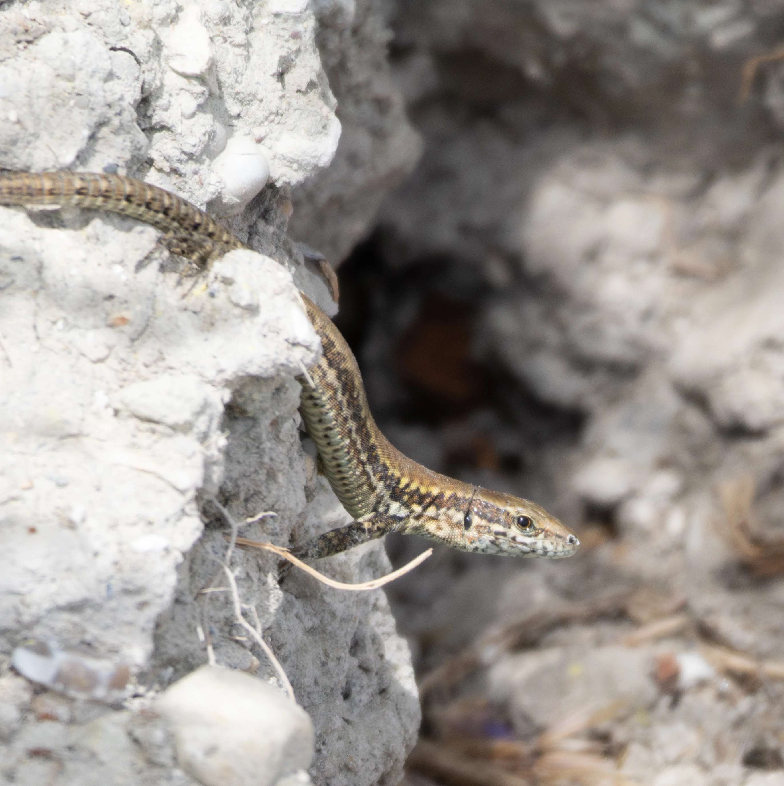 Common Lizard, Isle of Wight, UK — photo by Orlando Prugel-Bennett