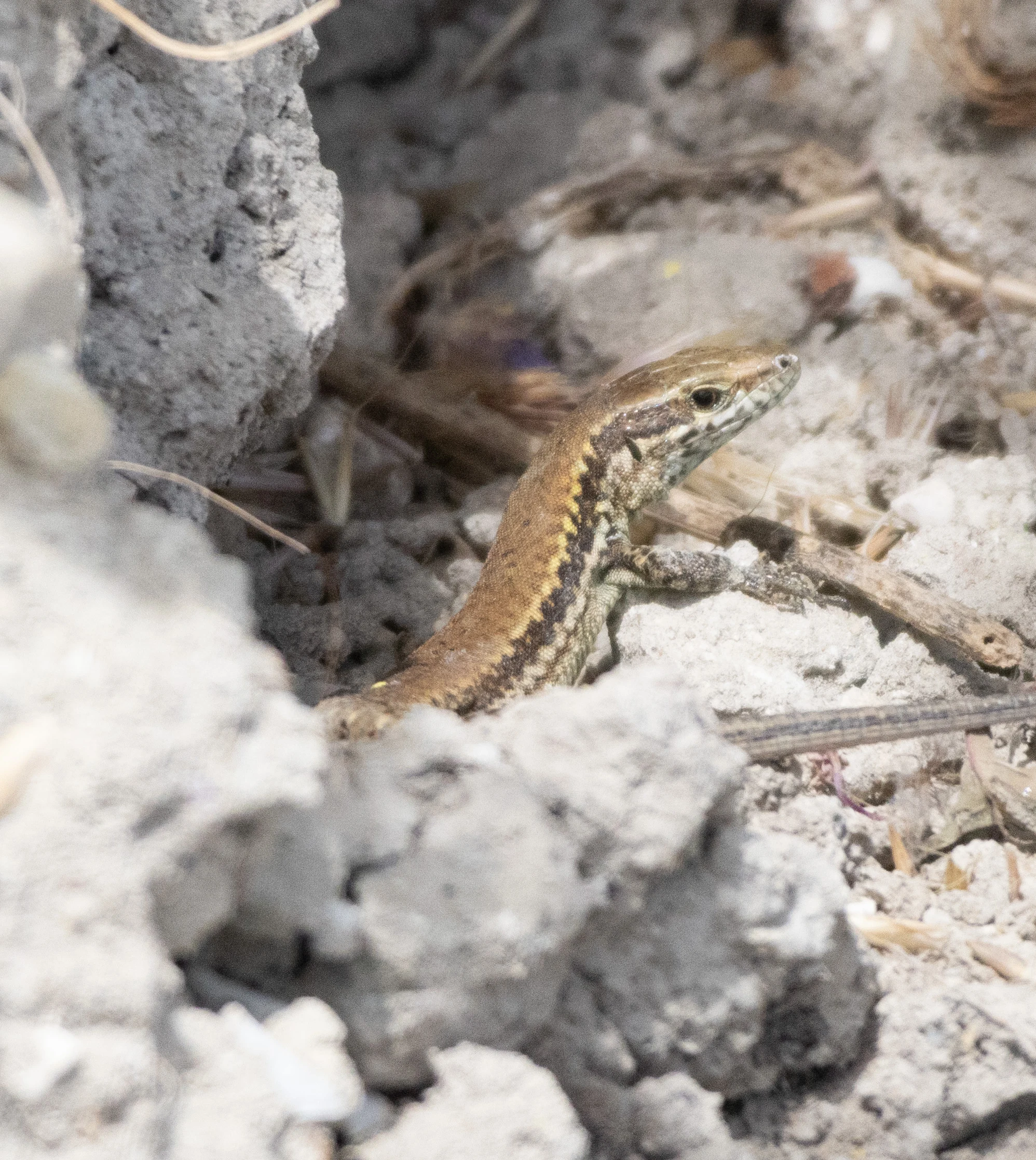 Common Lizard, Isle of Wight, UK — photo by Orlando Prugel-Bennett