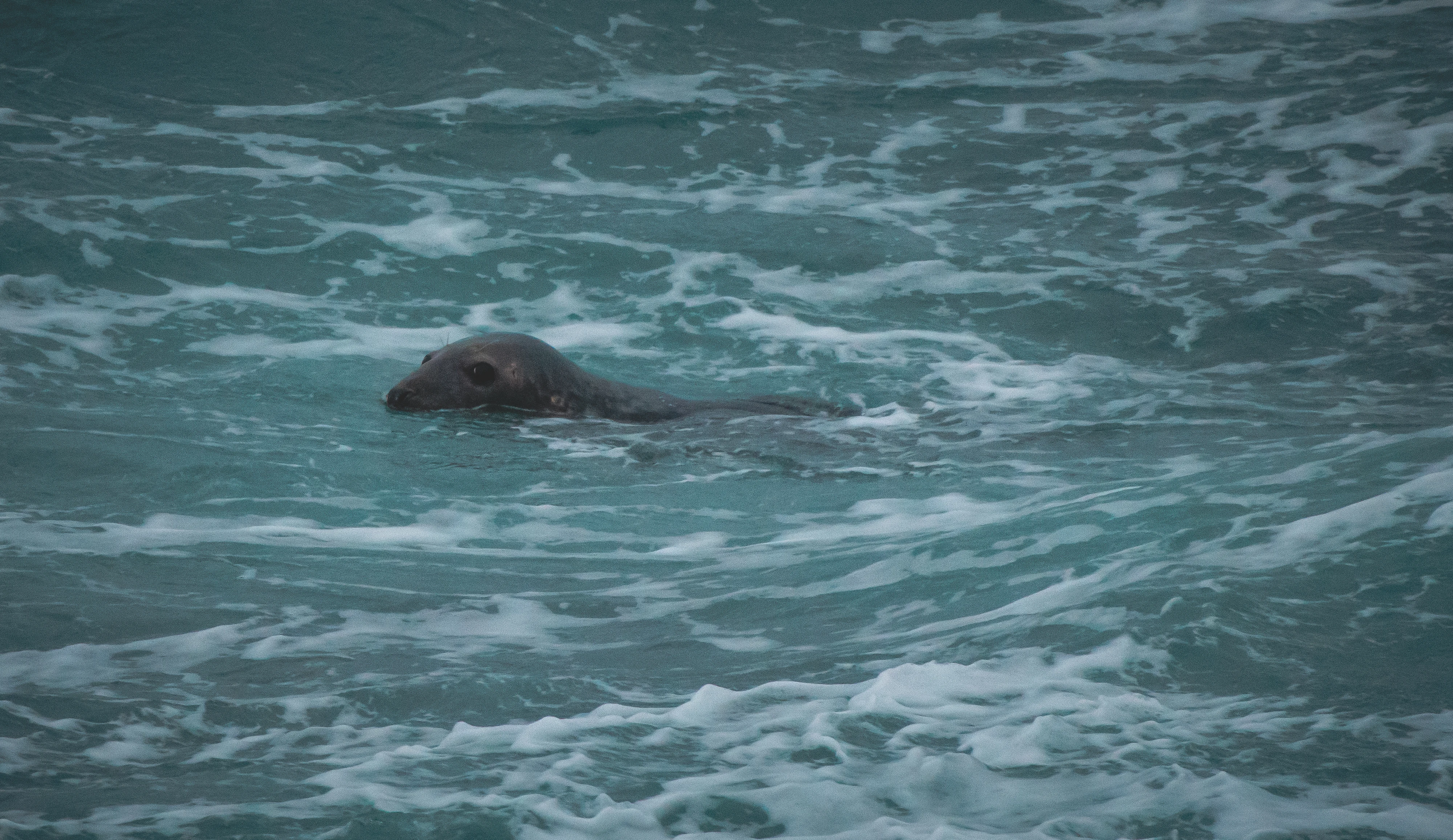 Seal, Portland, UK — photo by Orlando Prugel-Bennett