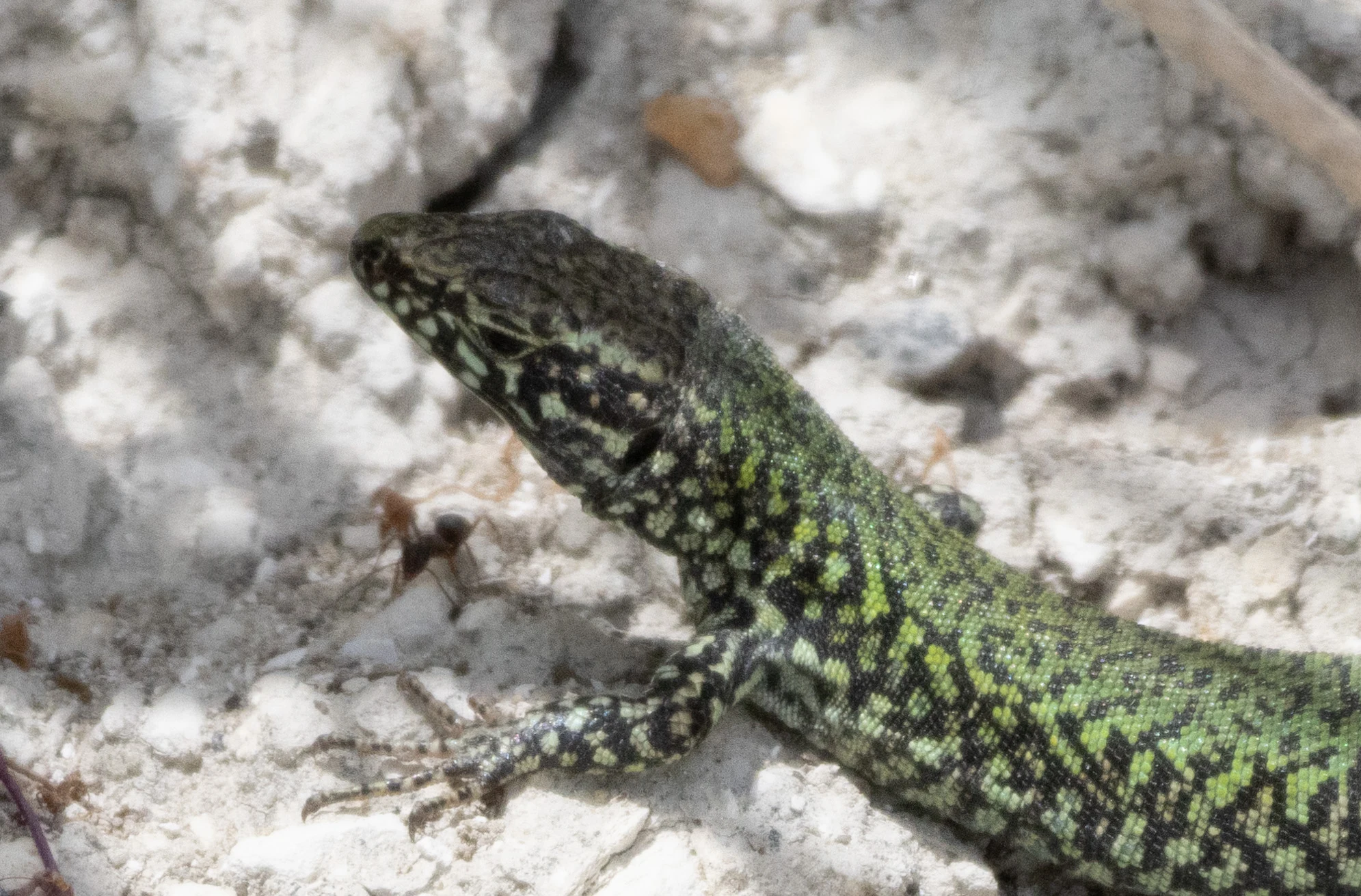 Sand Lizard, Isle of Wight, UK — photo by Orlando Prugel-Bennett