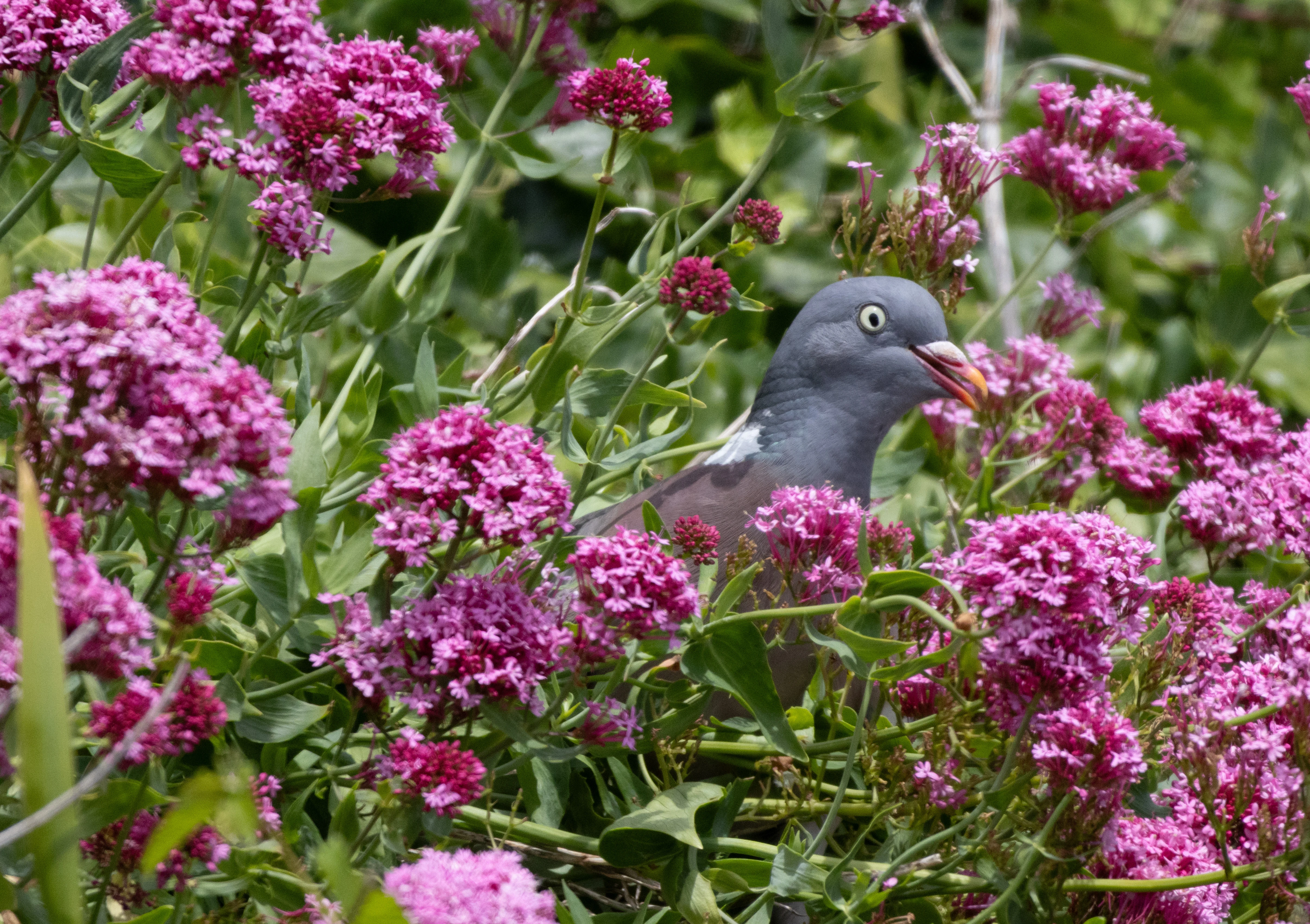 Wood Pigeon, Isle of Wight, UK — photo by Orlando Prugel-Bennett