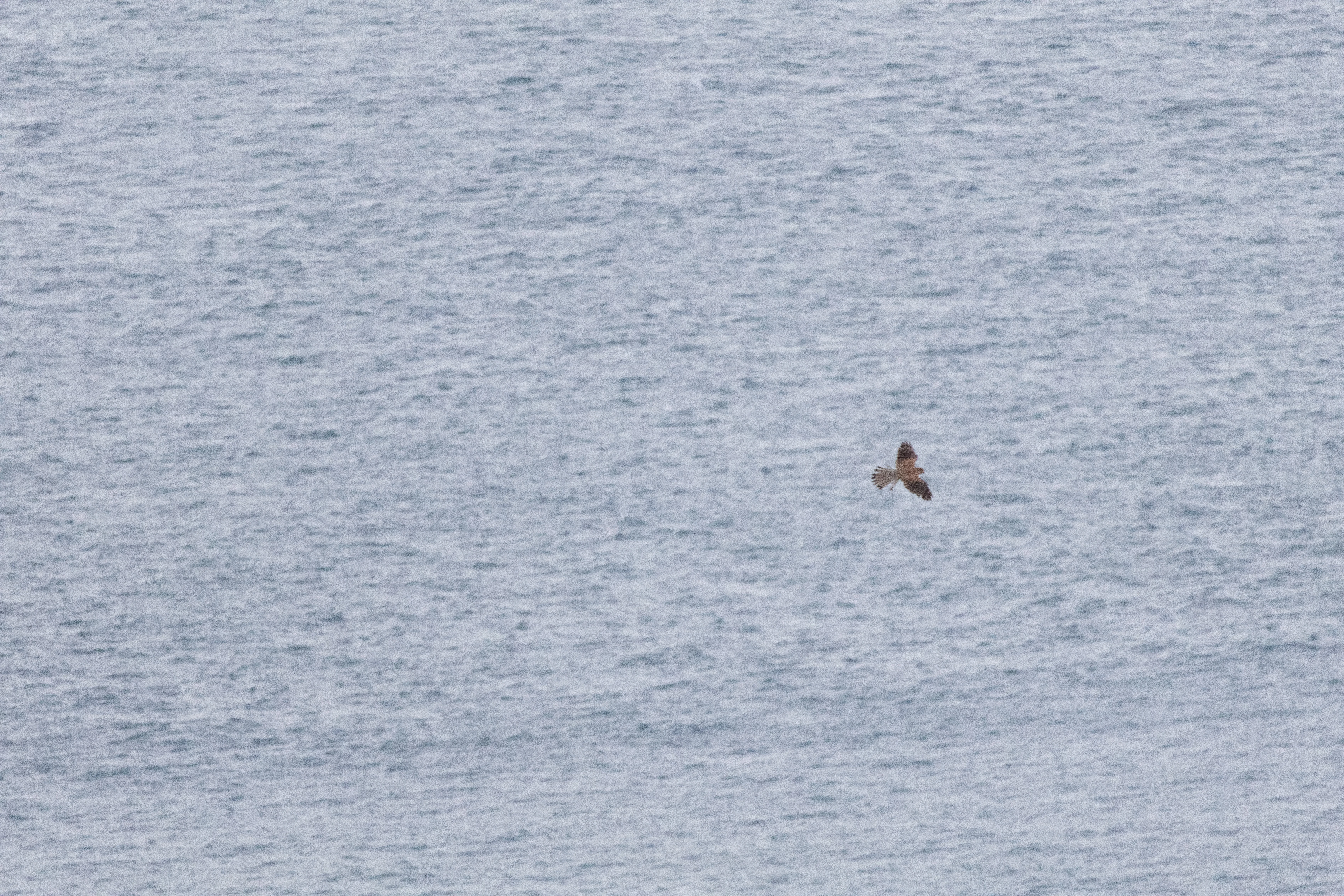 Buzzard, Isle of Wight, UK — photo by Orlando Prugel-Bennett