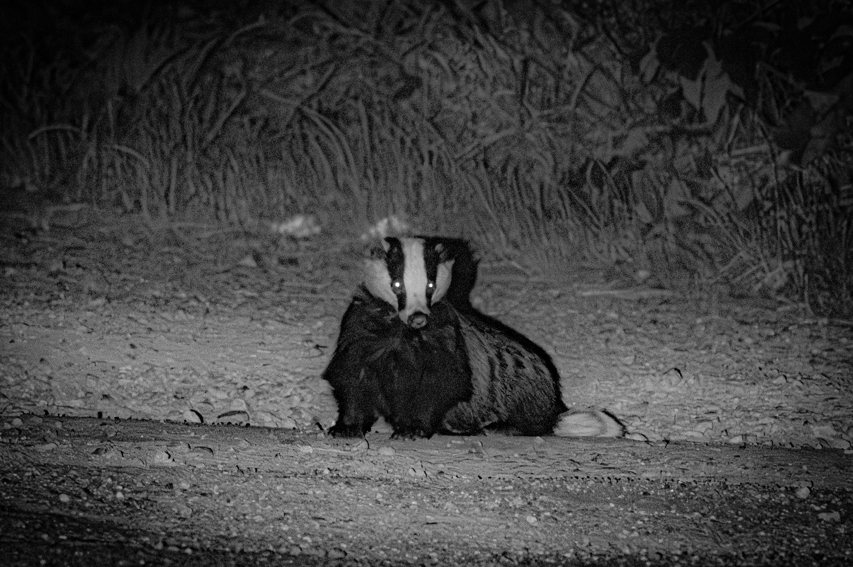 Badger, Isle of Wight, UK — photo by Orlando Prugel-Bennett