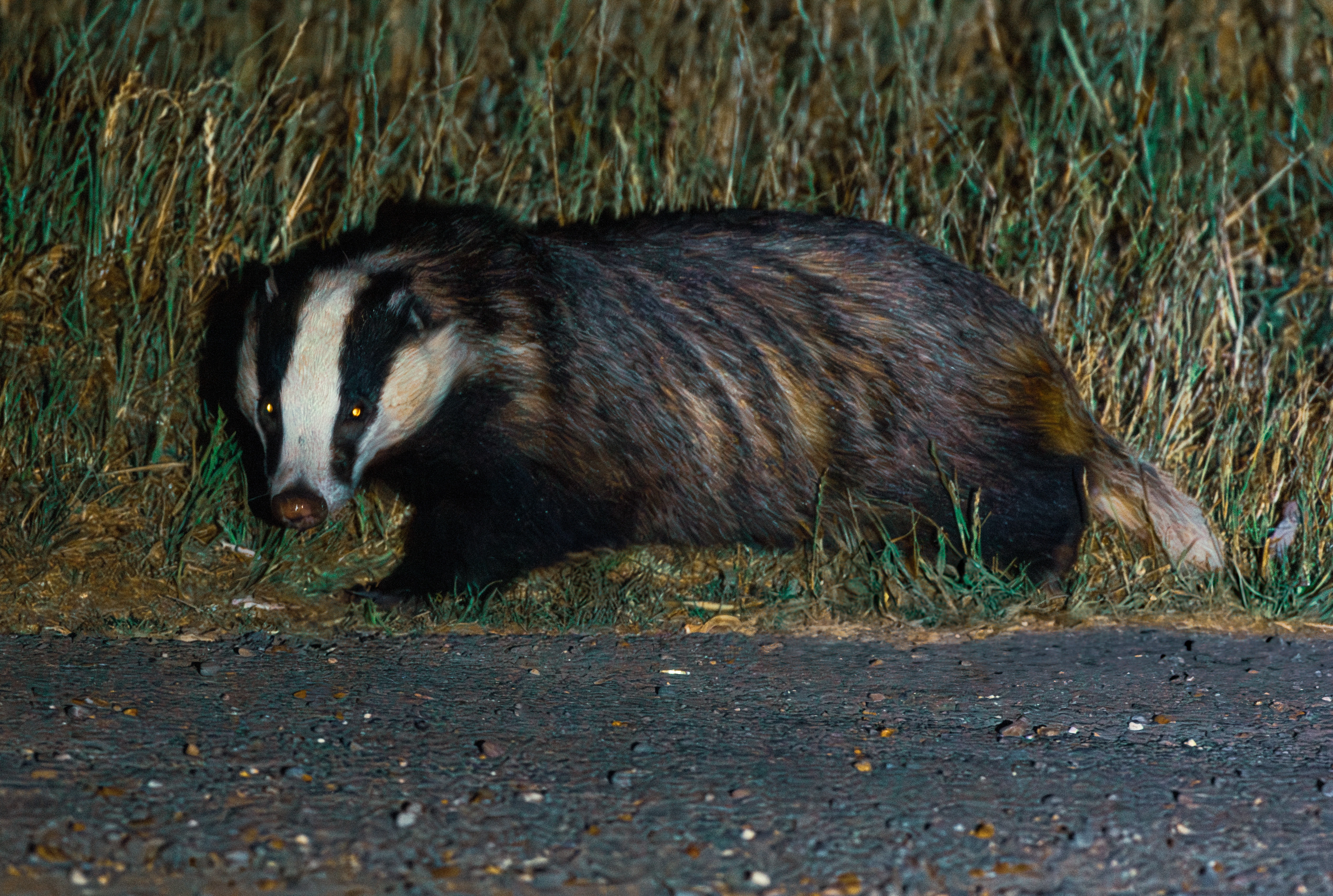 Badger, Isle of Wight, UK — photo by Orlando Prugel-Bennett