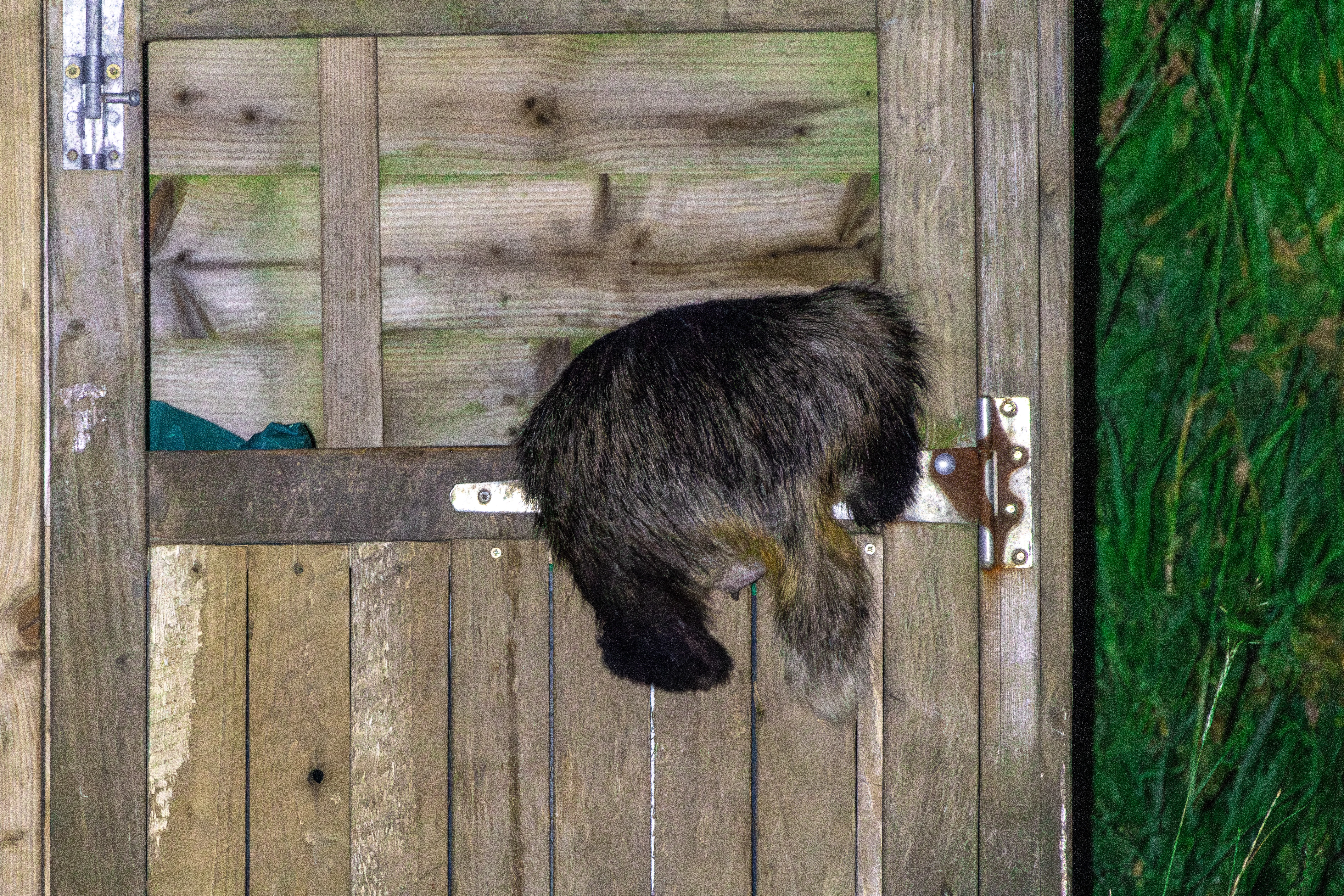 Badger, Isle of Wight, UK — photo by Orlando Prugel-Bennett