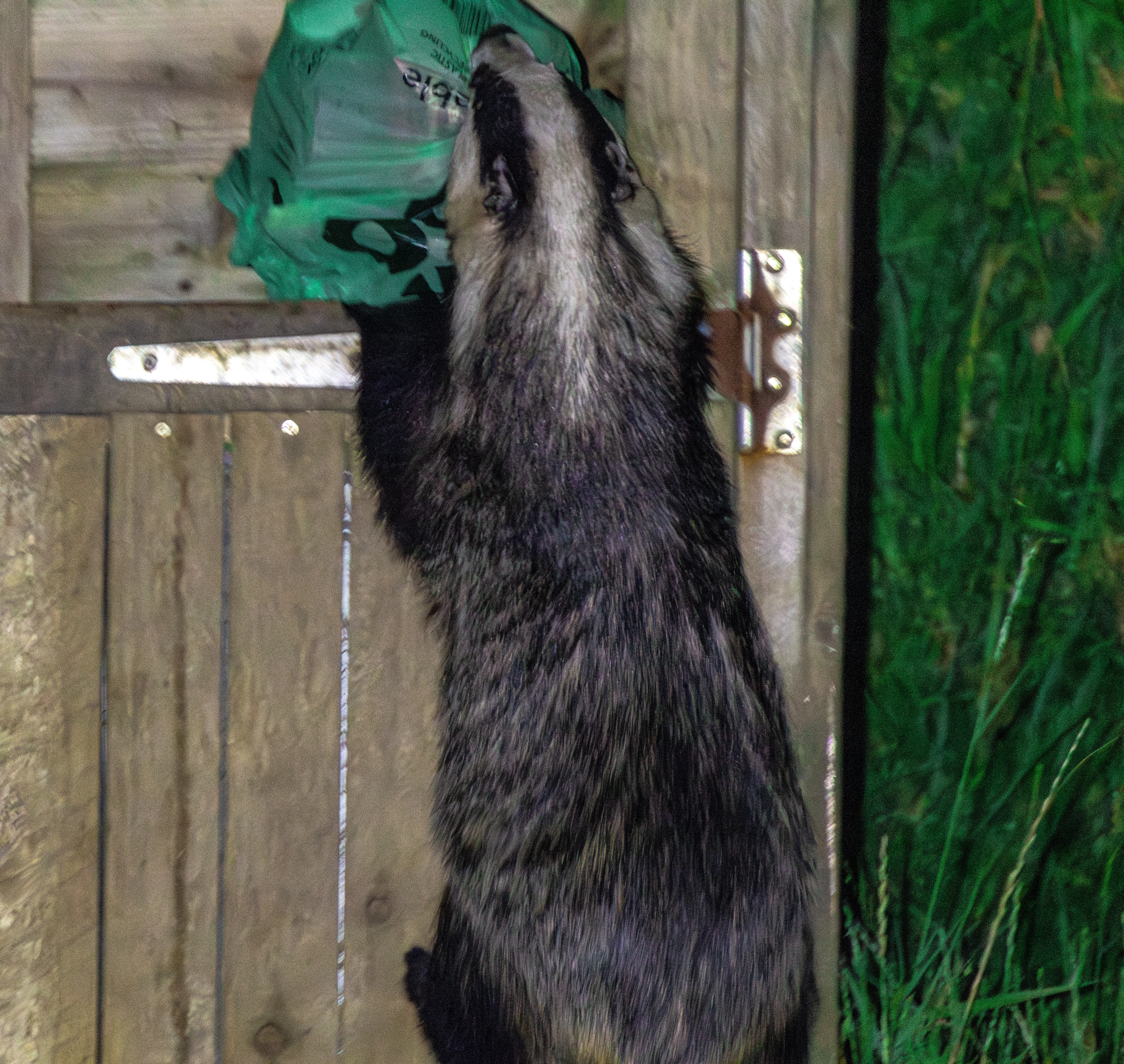 Badger, Isle of Wight, UK — photo by Orlando Prugel-Bennett