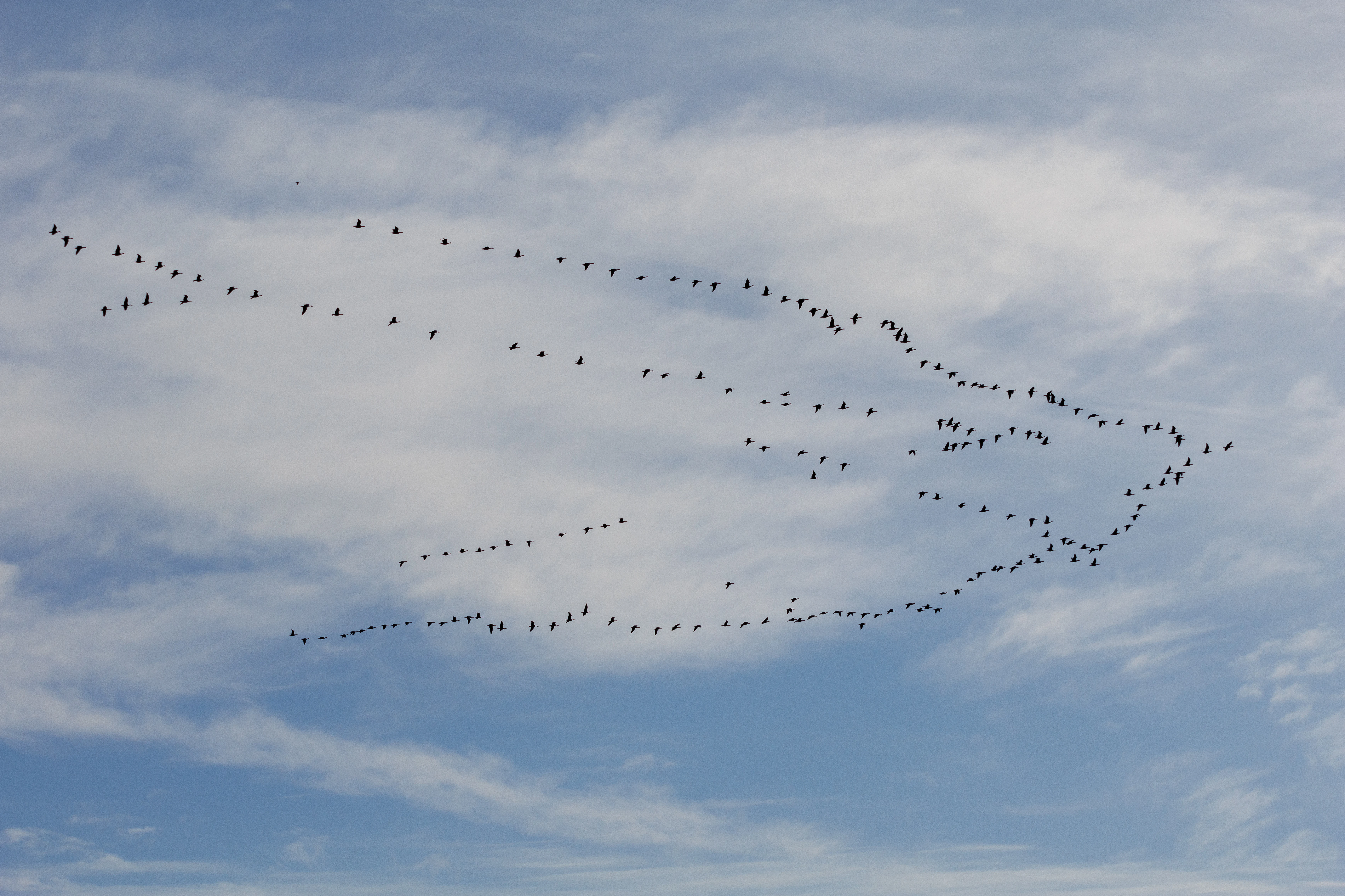Geese, Leighton Moss, UK — photo by Orlando Prugel-Bennett