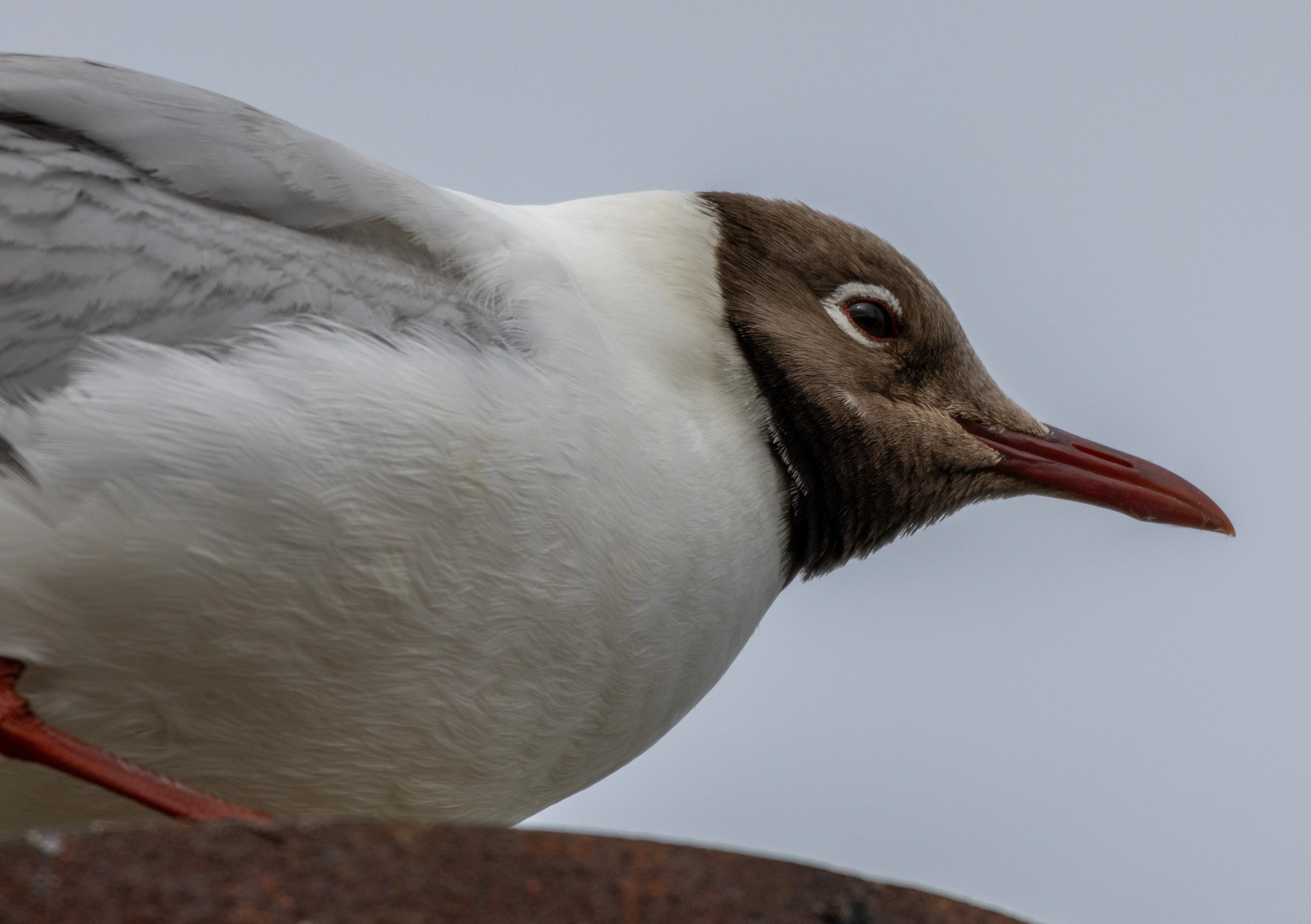 Black Headed Gull, Isle of Wight, UK — photo by Orlando Prugel-Bennett