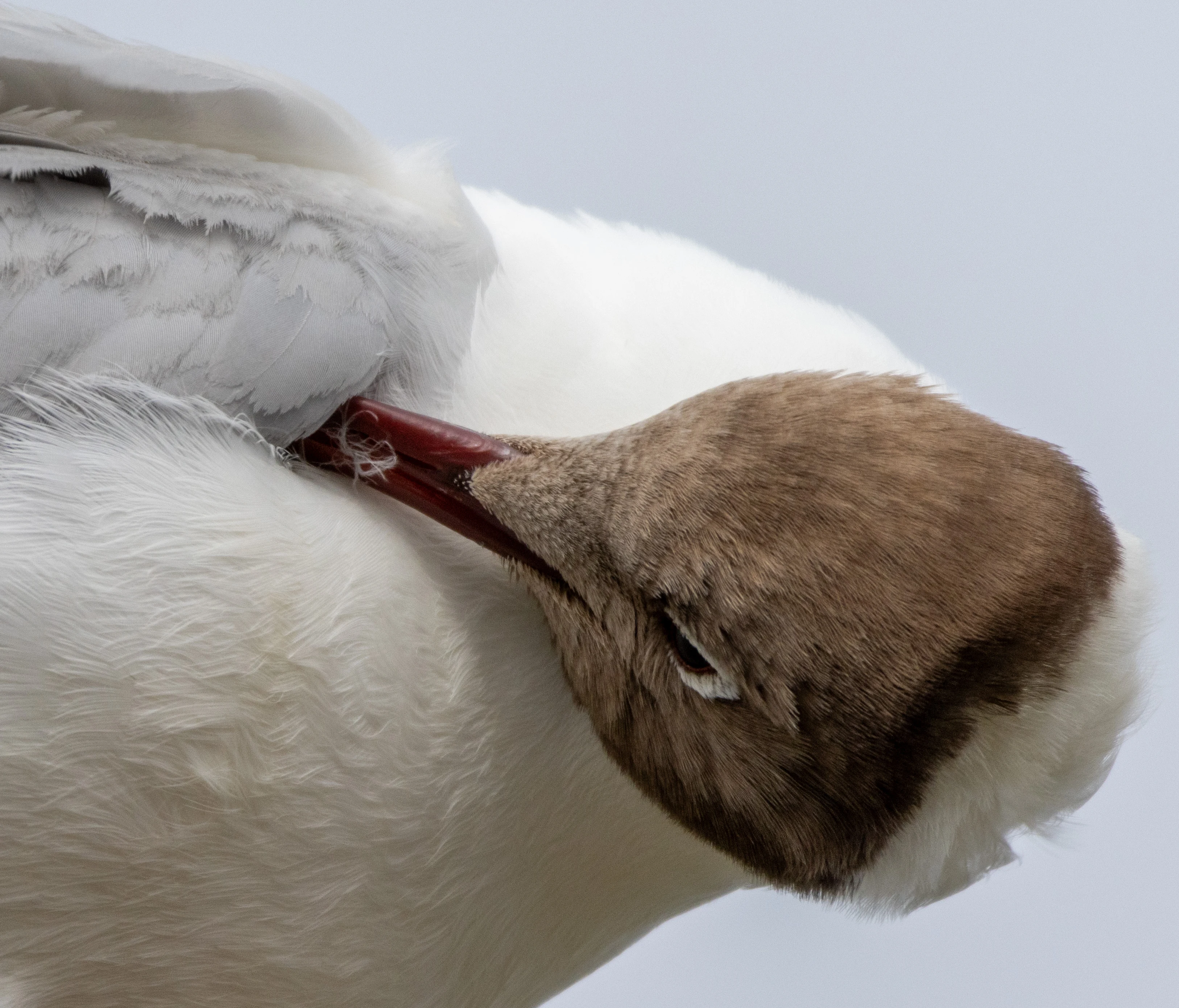 Black Headed Gull, Isle of Wight, UK — photo by Orlando Prugel-Bennett