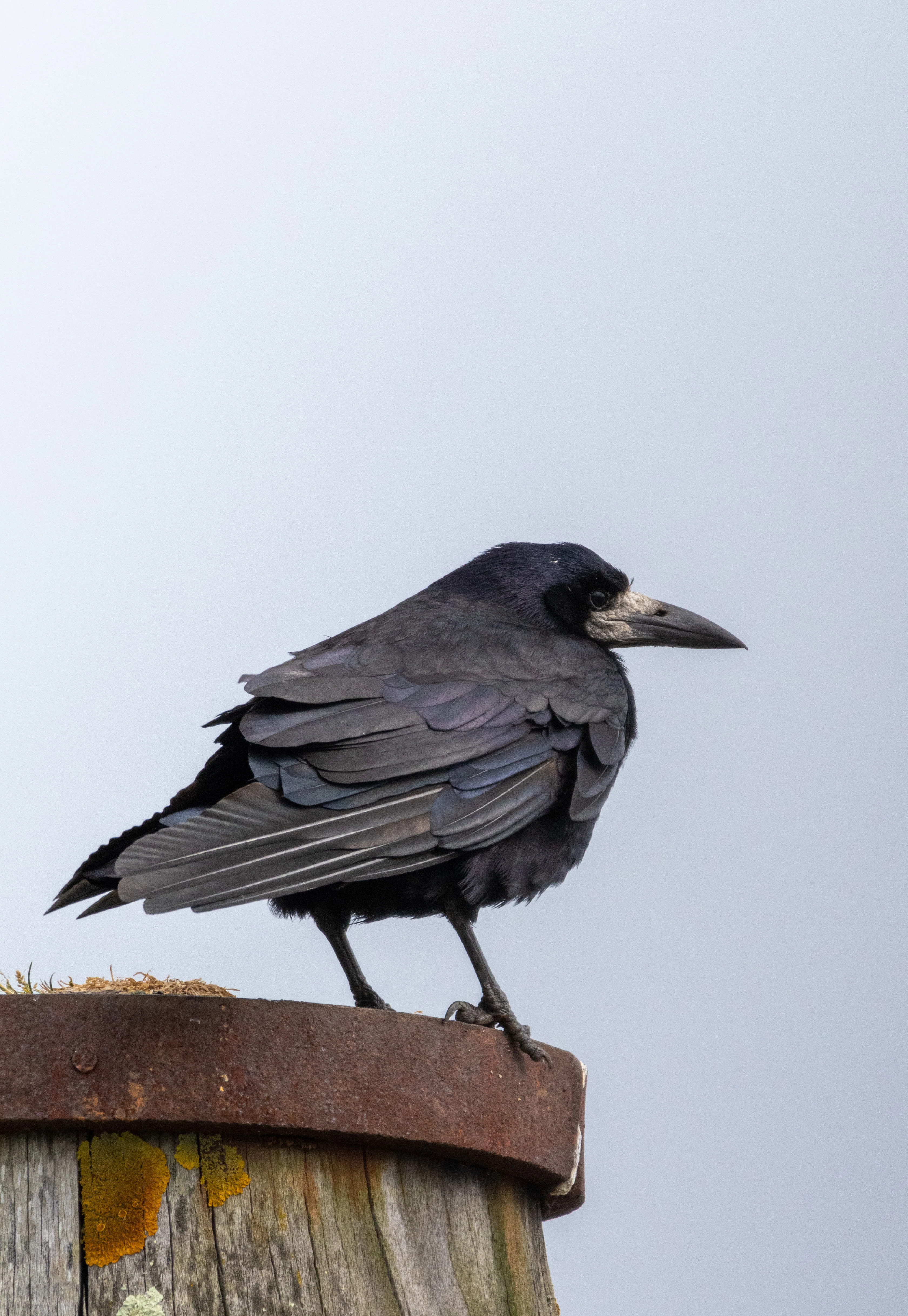 Rook, Isle of Wight, UK — photo by Orlando Prugel-Bennett