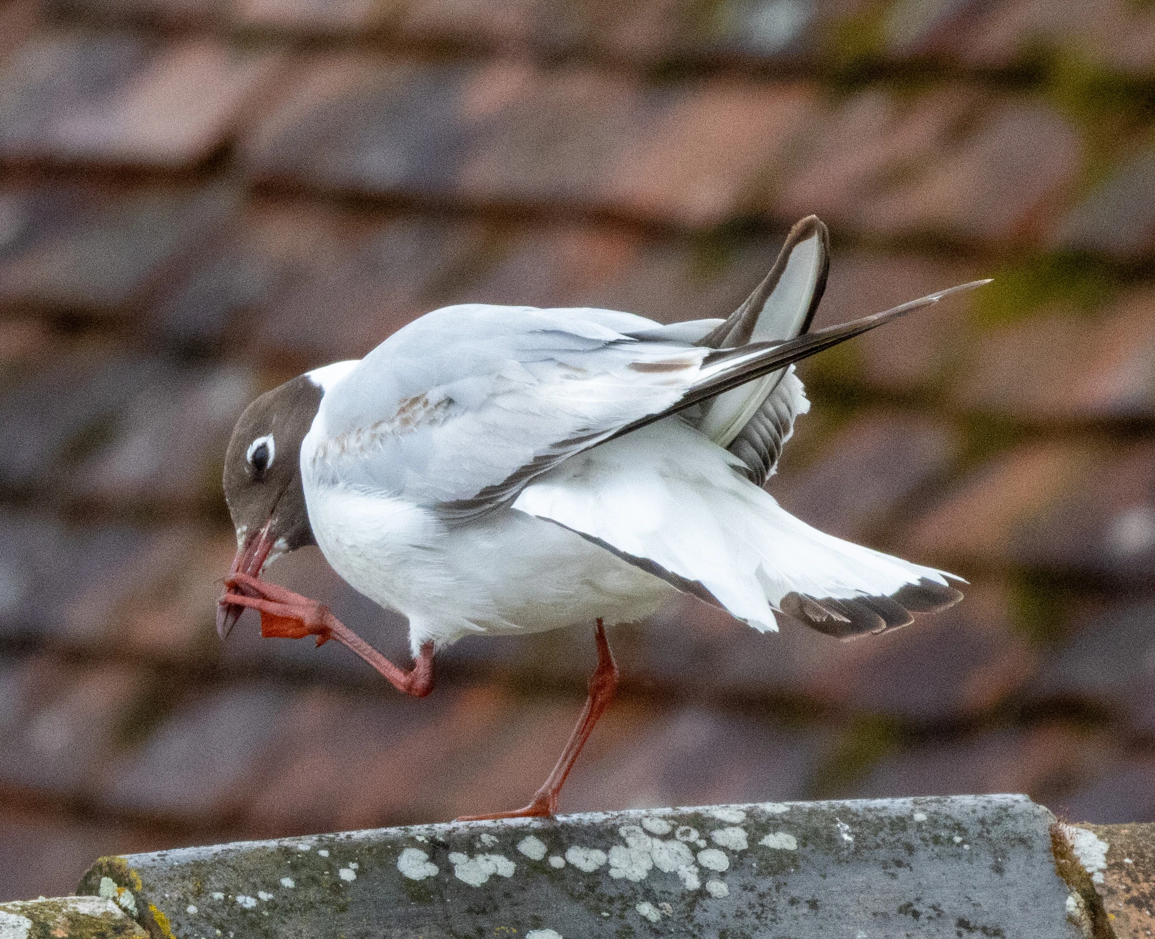 Black Headed Gull, Isle of Wight, UK — photo by Orlando Prugel-Bennett