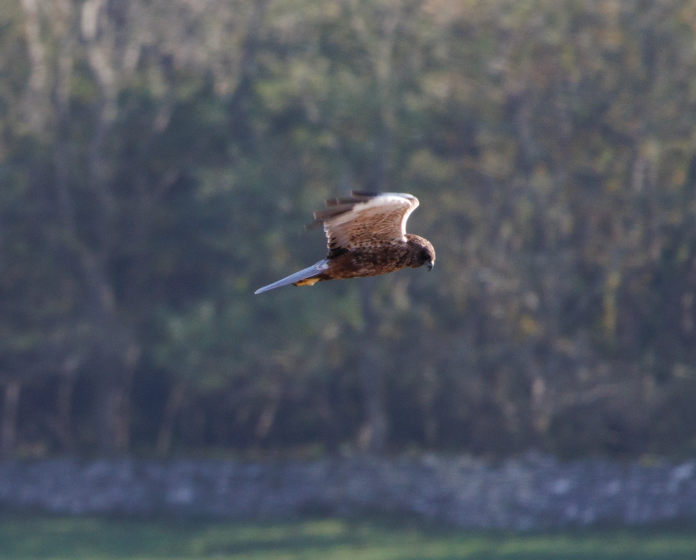 Marsh Harrier, Leighton Moss, UK — photo by Orlando Prugel-Bennett