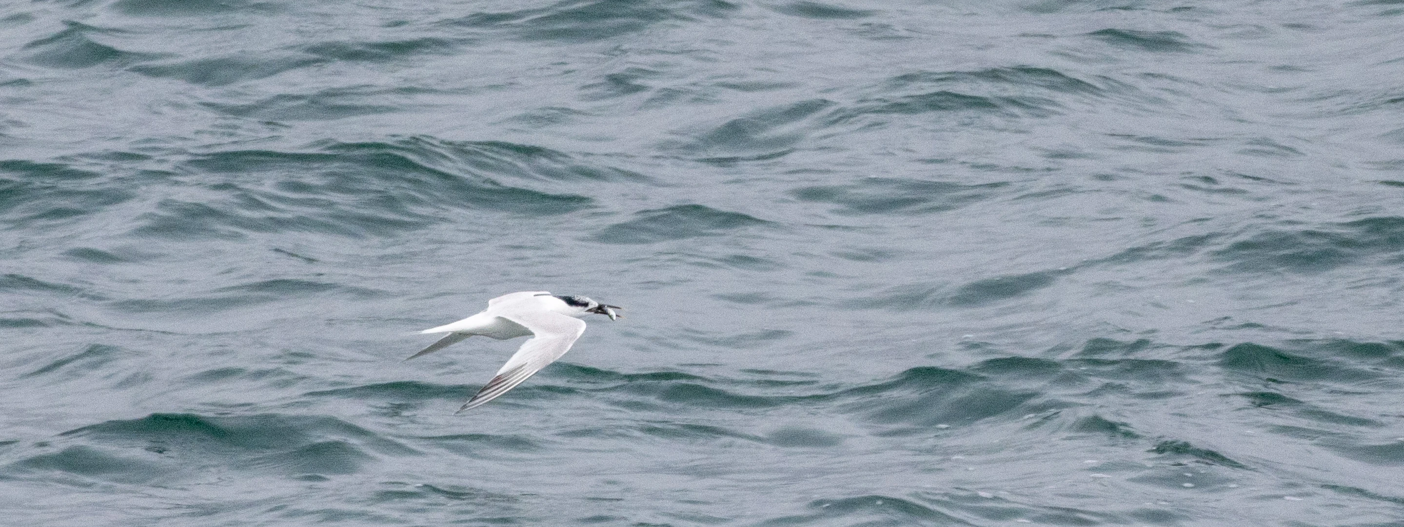 Sandwich Tern, Isle of Wight, UK — photo by Orlando Prugel-Bennett