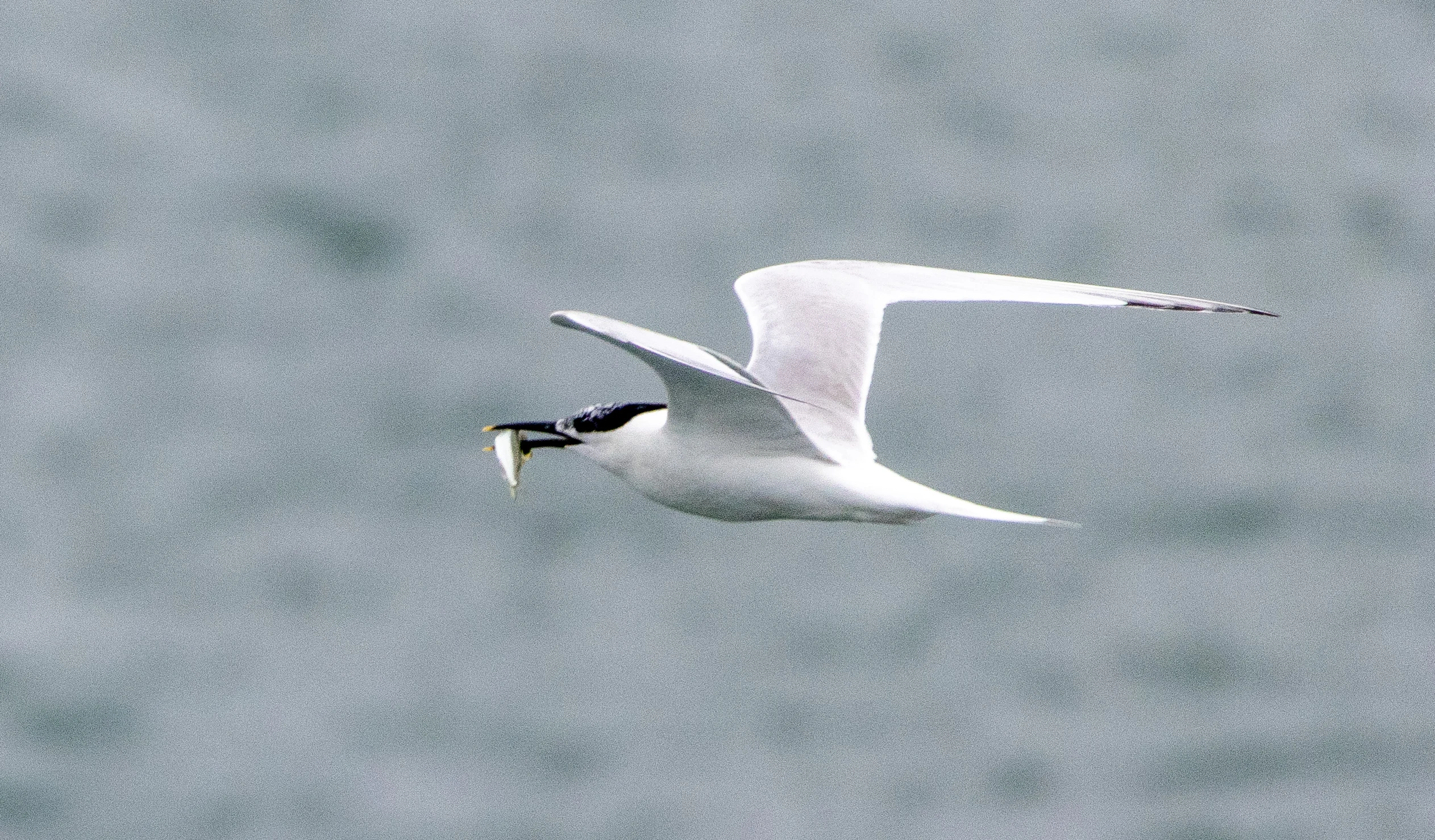 Sandwich Tern, Isle of Wight, UK — photo by Orlando Prugel-Bennett
