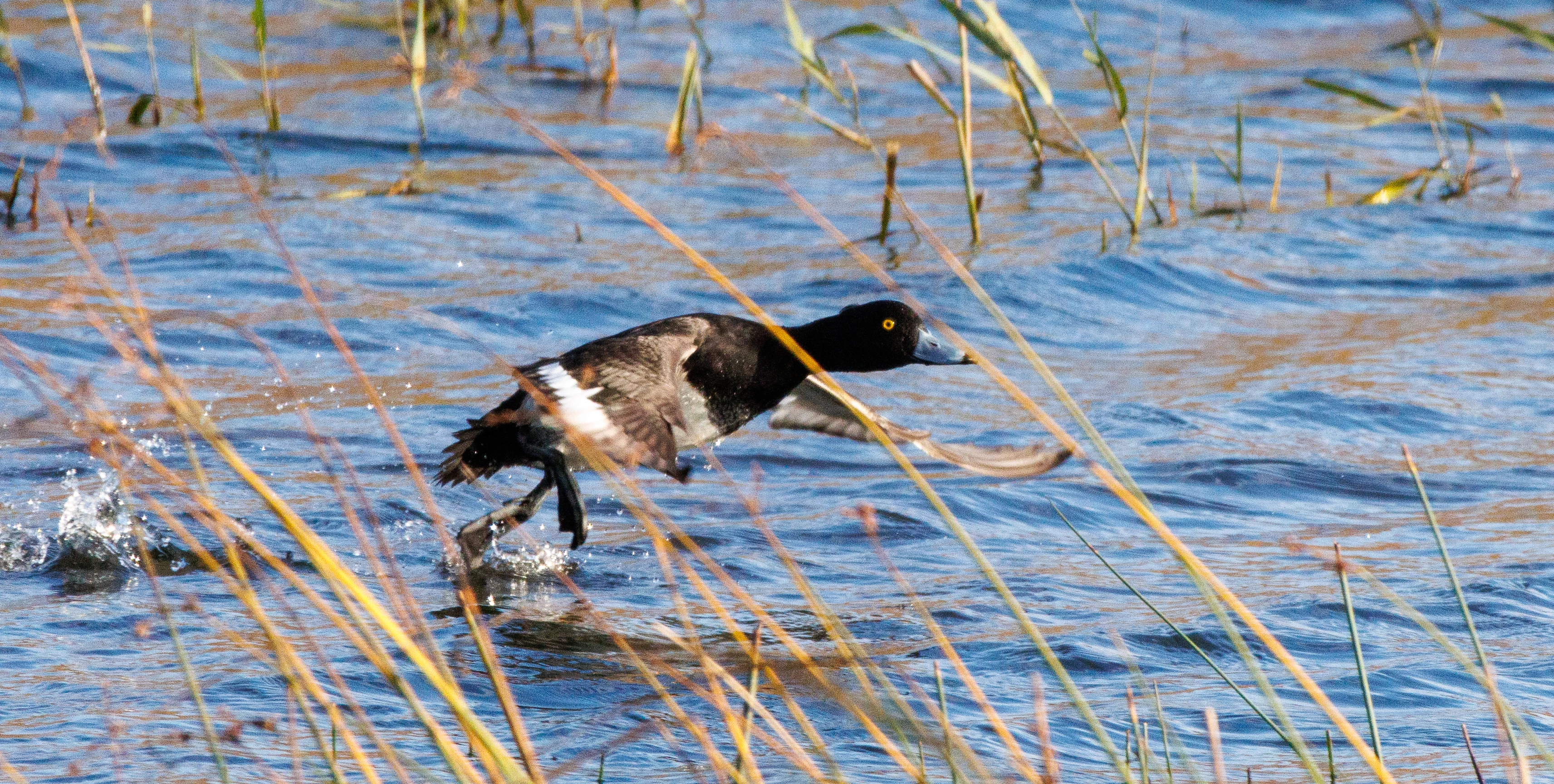Tufted Duck, Leighton Moss, UK — photo by Orlando Prugel-Bennett