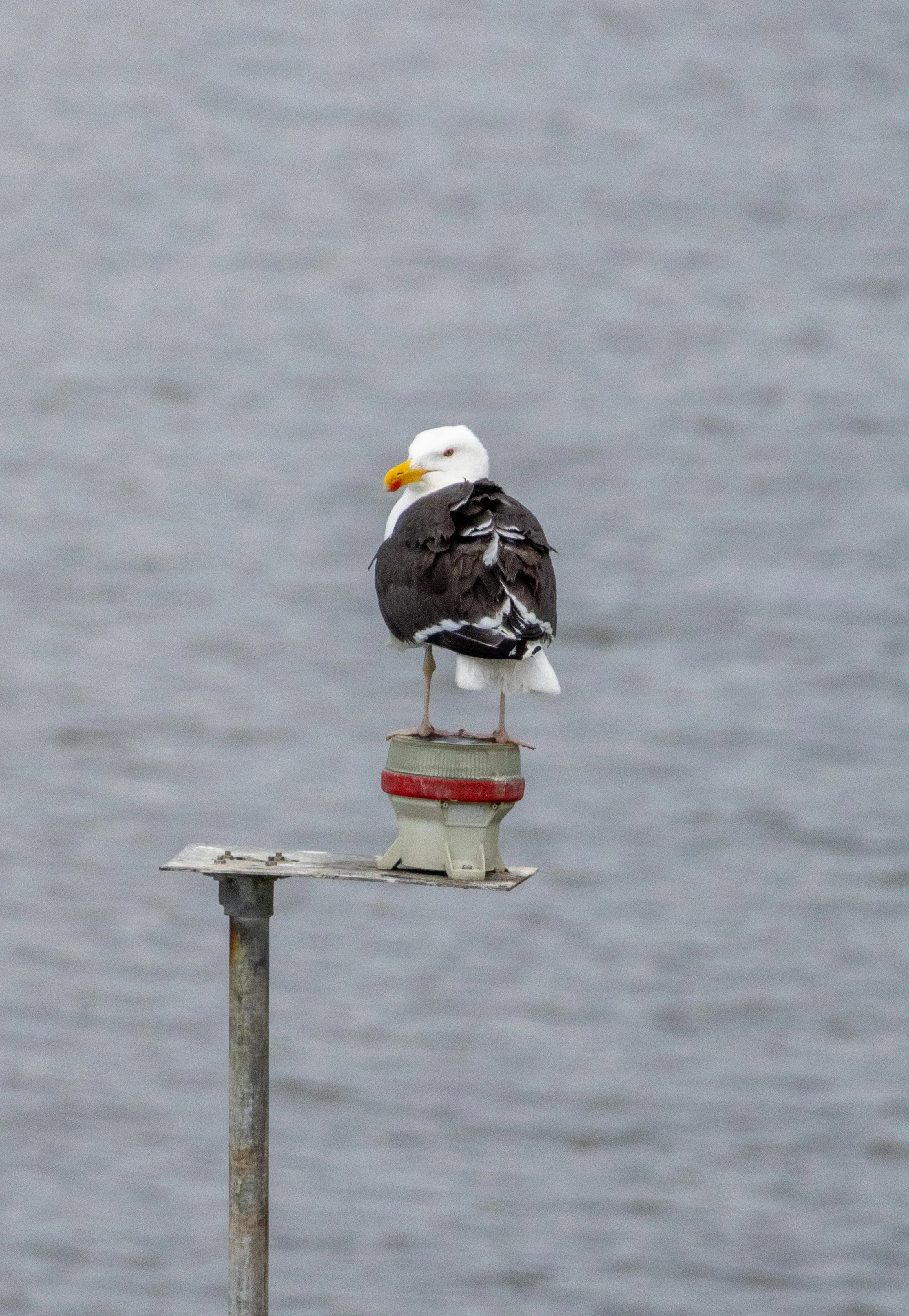 Great black-backed gull, Isle of Wight, UK — photo by Orlando Prugel-Bennett
