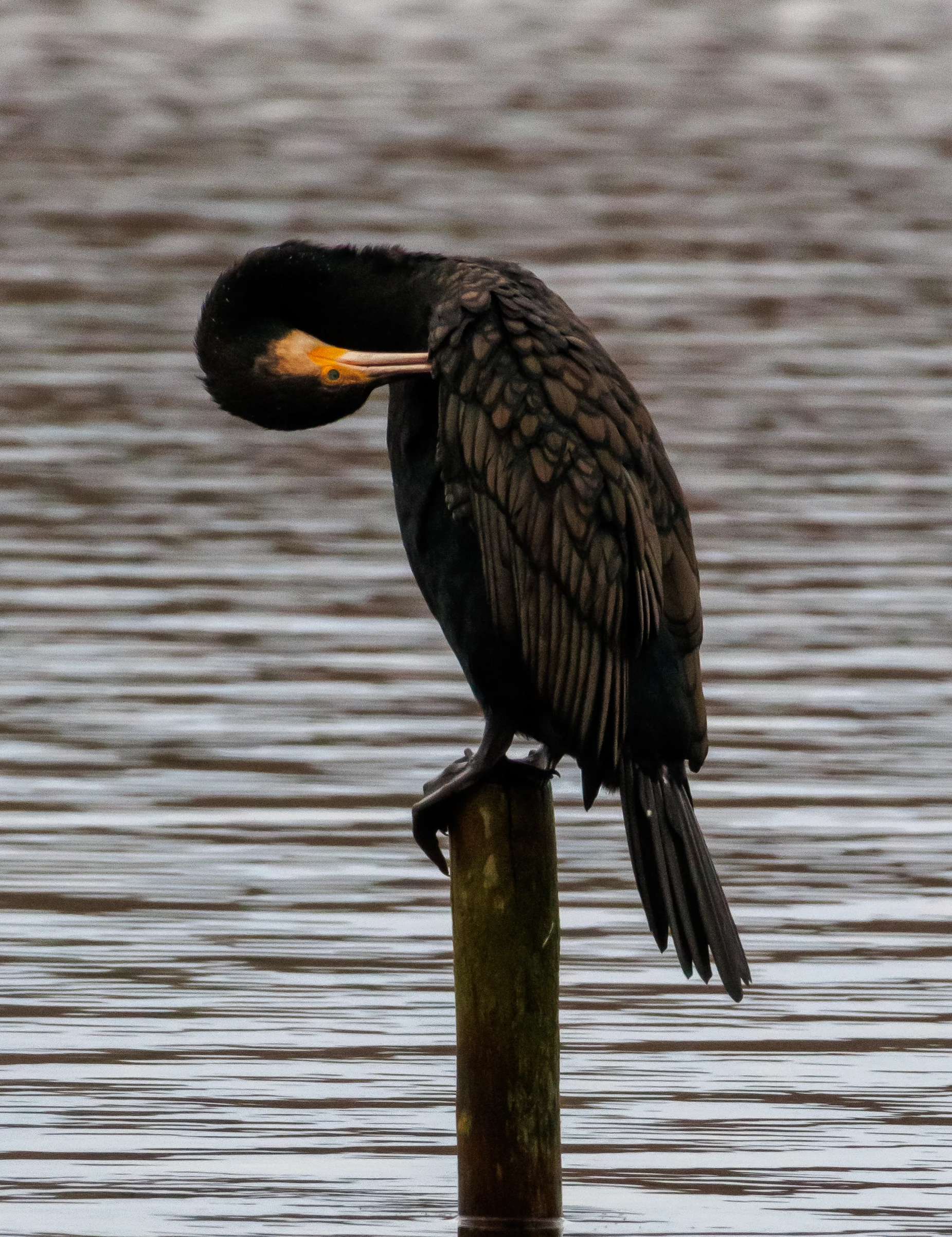 Cormorant, Leighton Moss, UK — photo by Orlando Prugel-Bennett