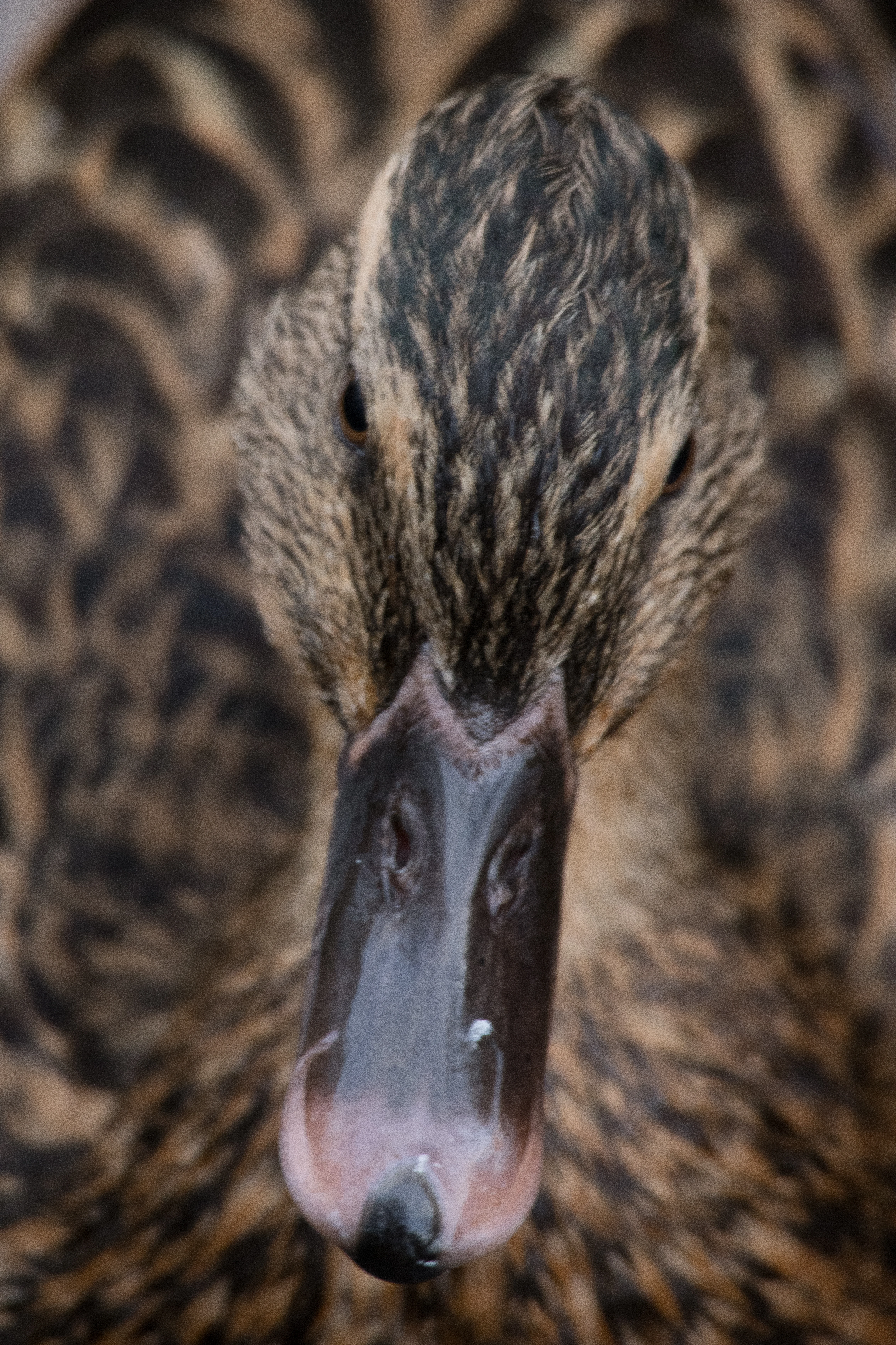 Mallard, Leighton Moss, UK — photo by Orlando Prugel-Bennett
