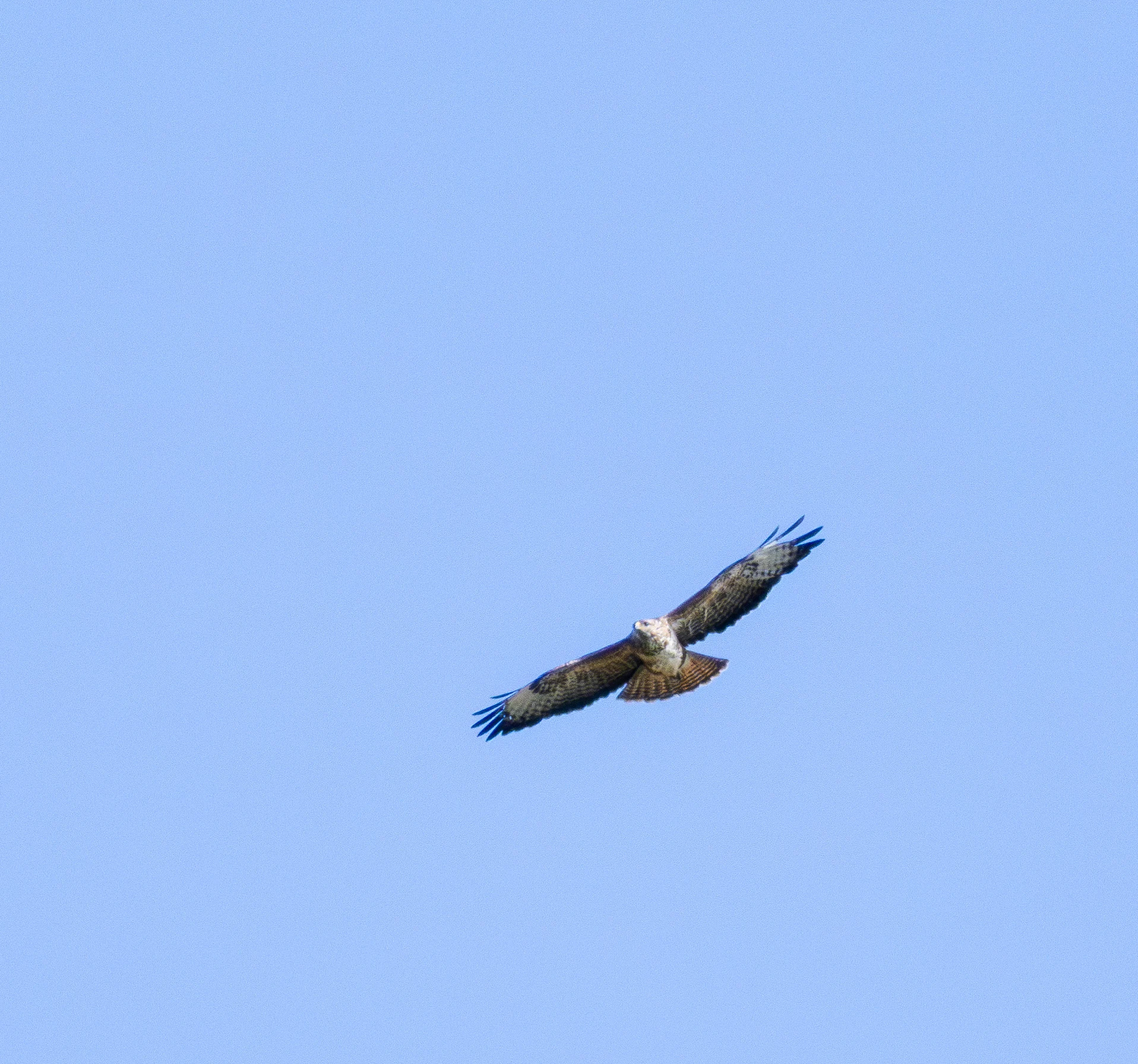 Common Buzzard, New Forest, UK — photo by Orlando Prugel-Bennett