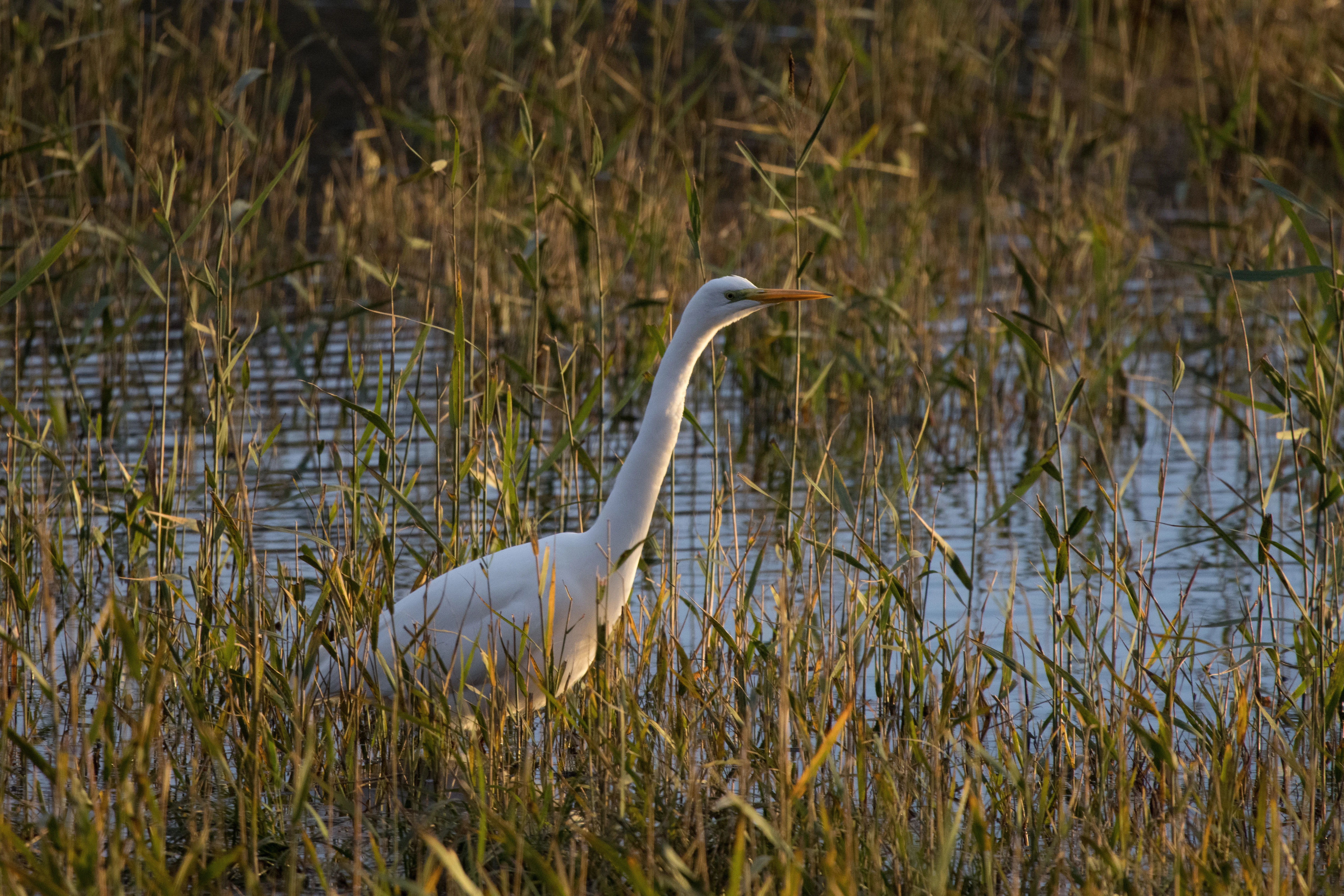 Great Egret, Leighton Moss, UK — photo by Orlando Prugel-Bennett